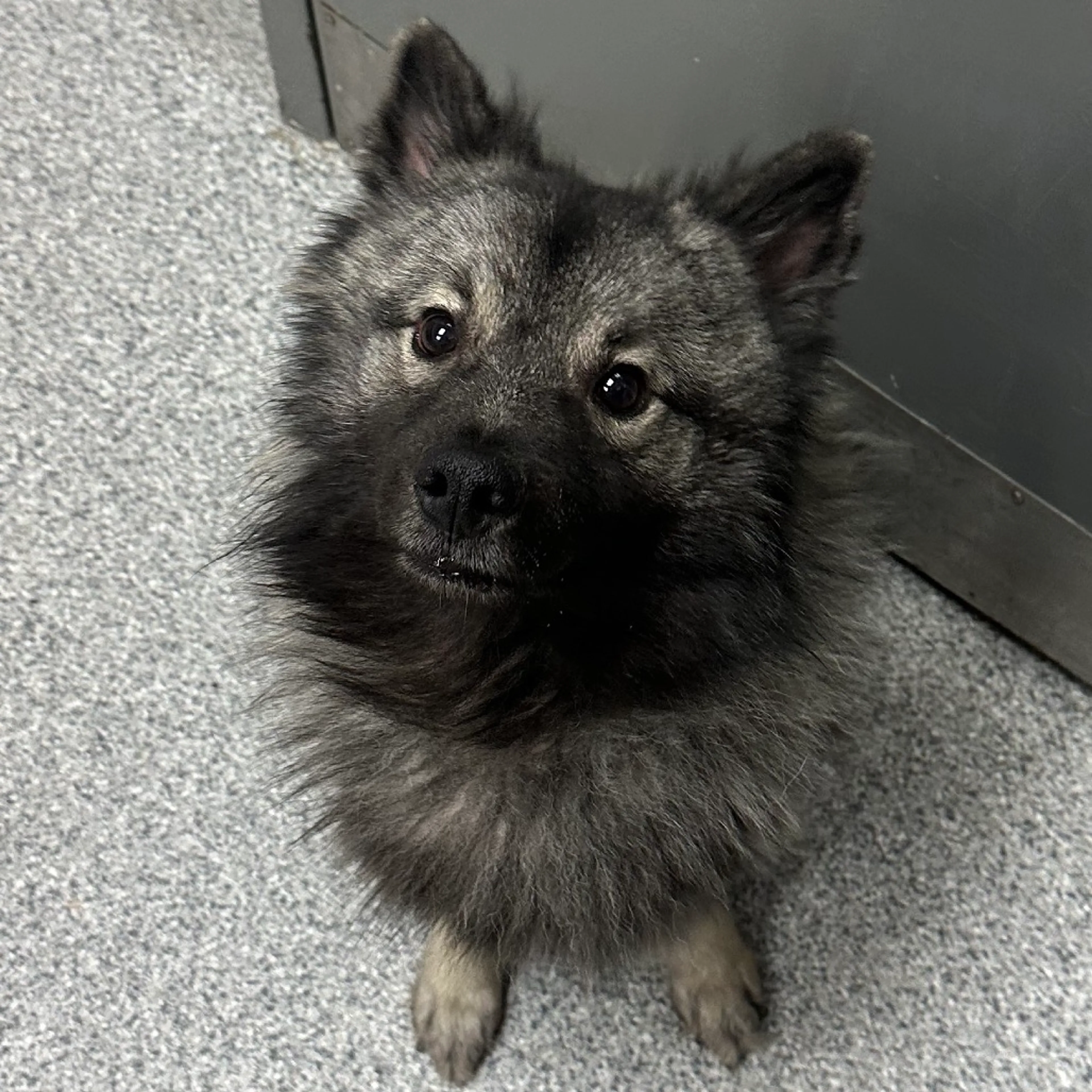 Found pet