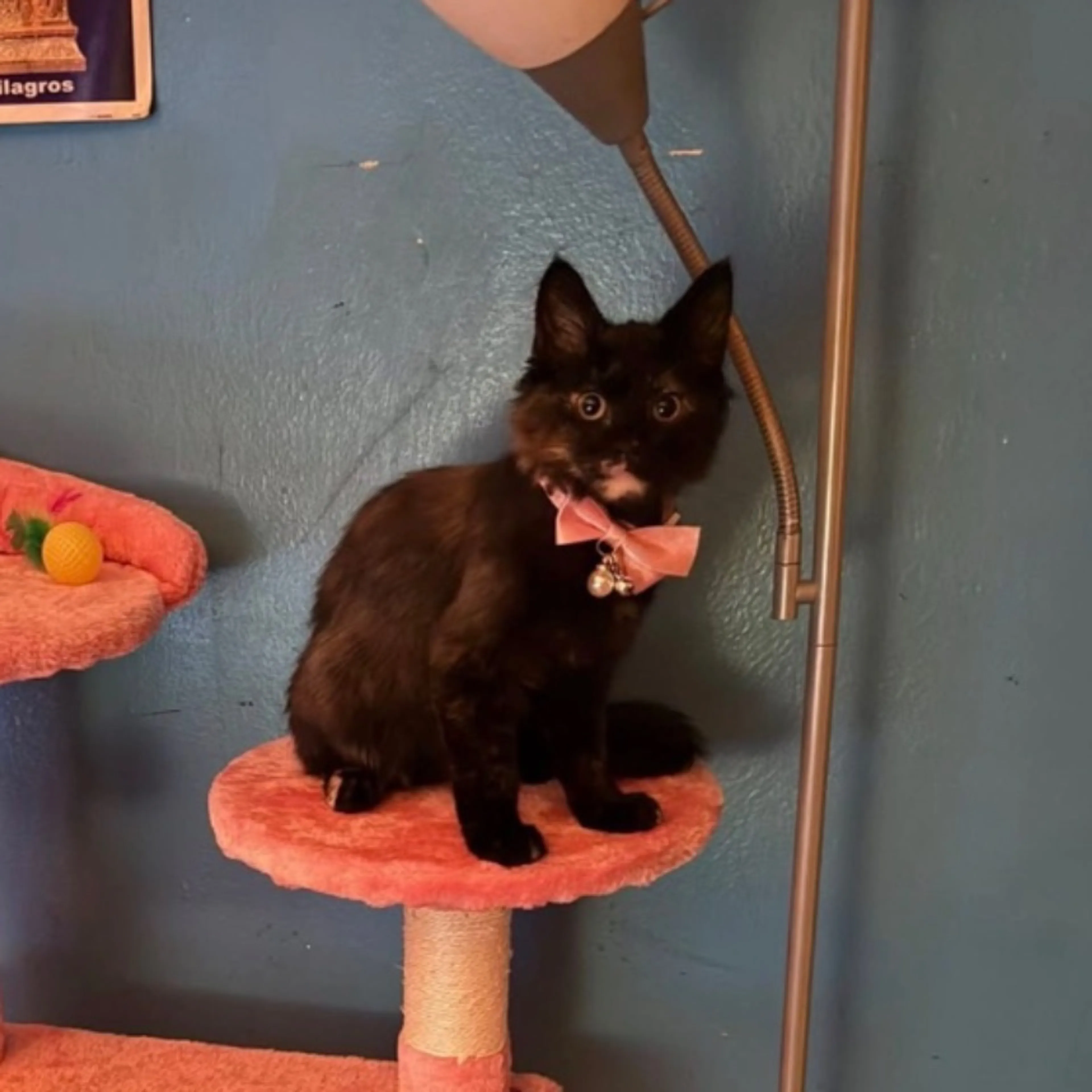 Lost pet