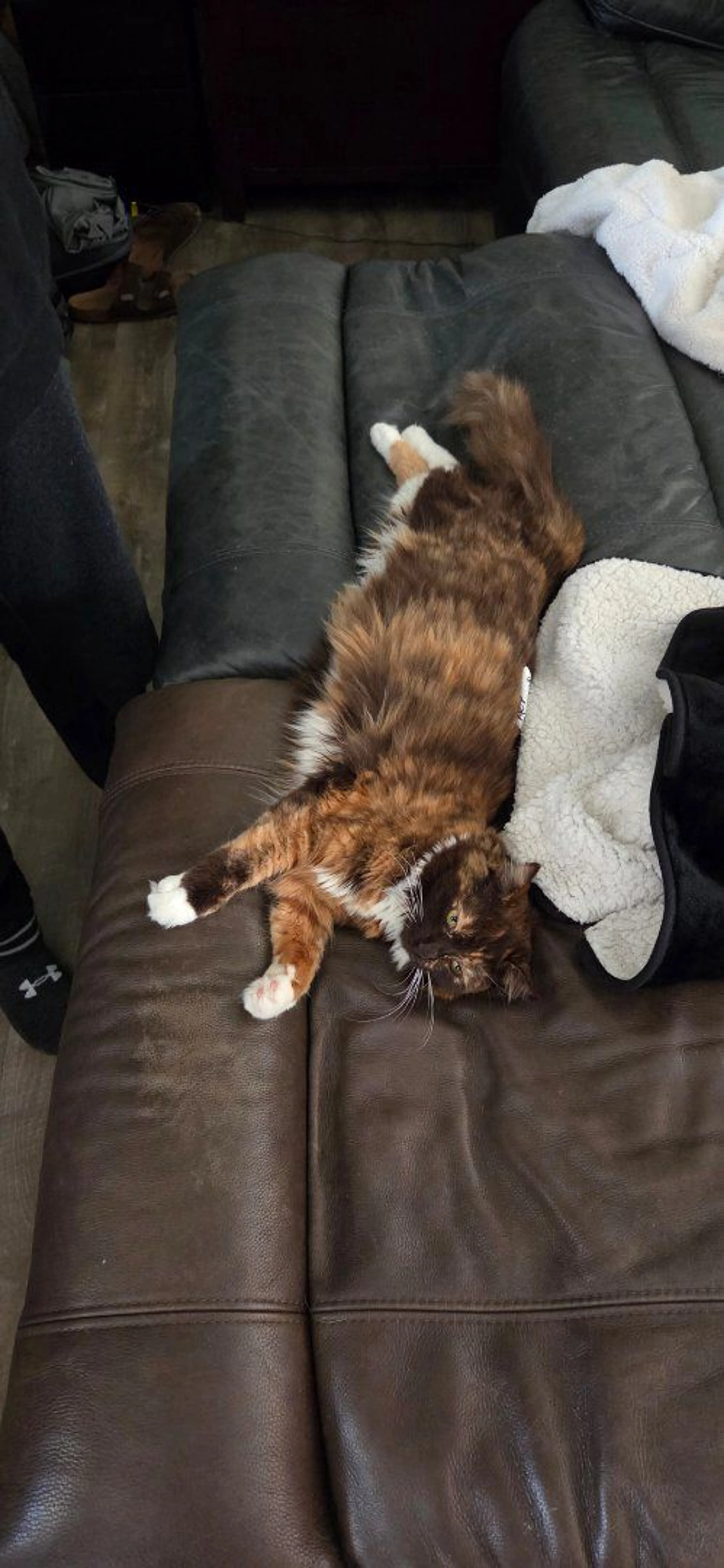 Lost pet-4