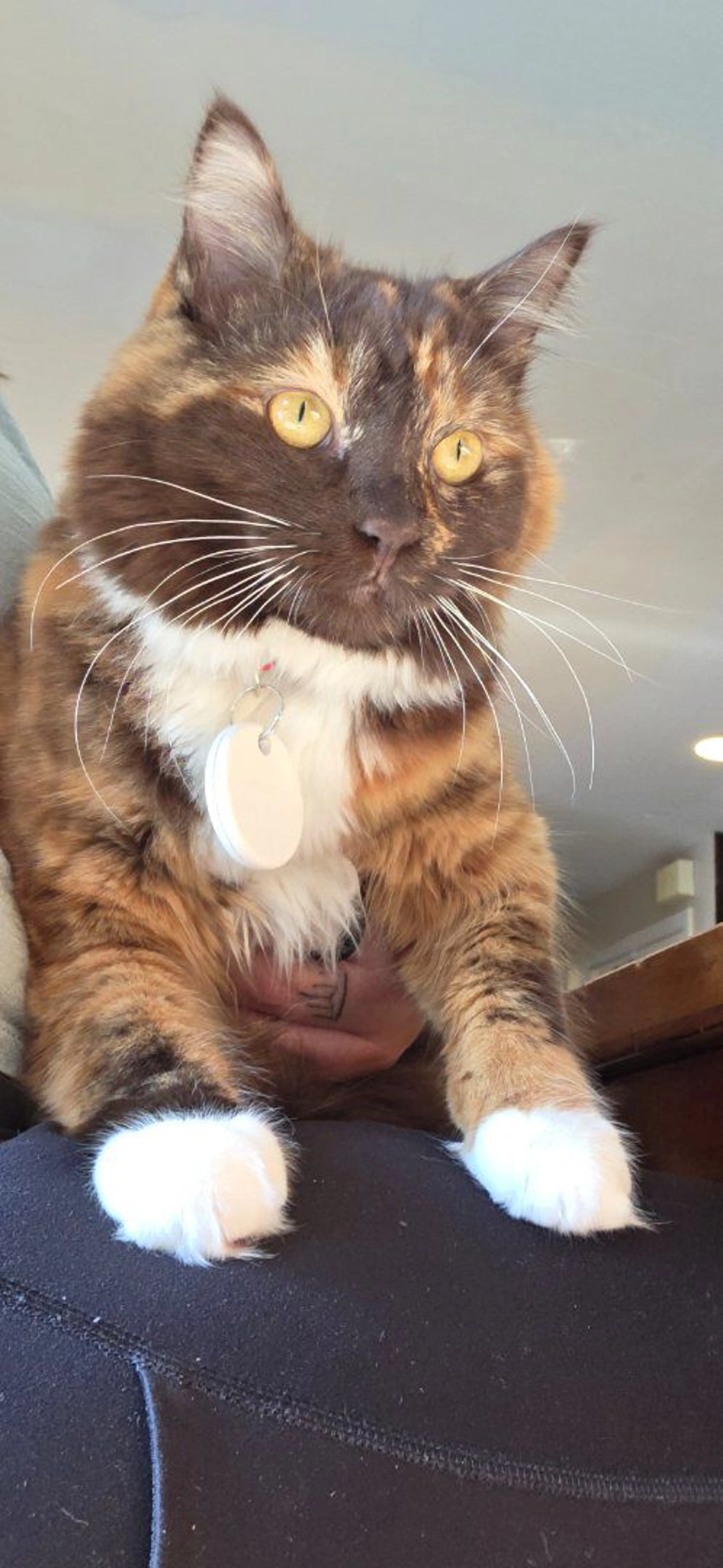 Lost pet-3