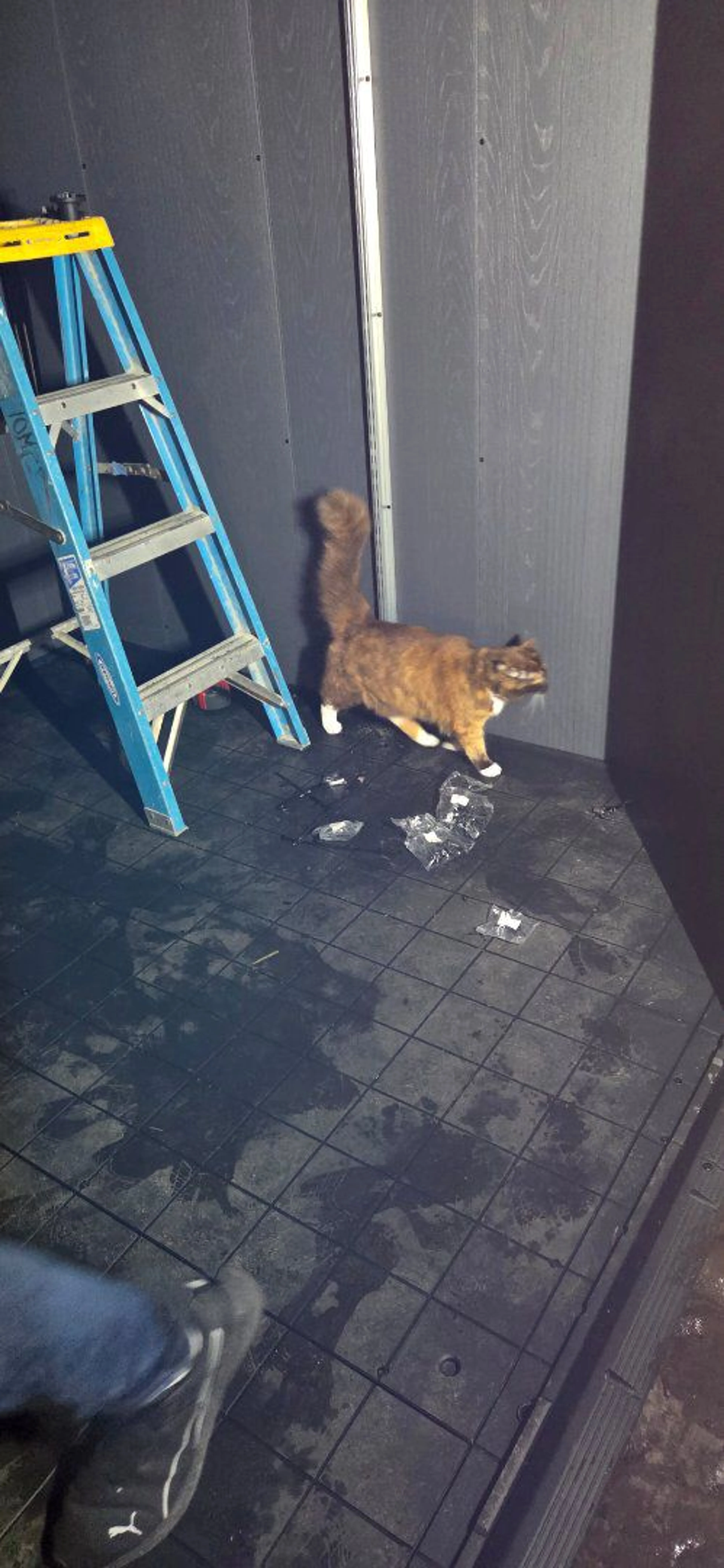 Lost pet-0