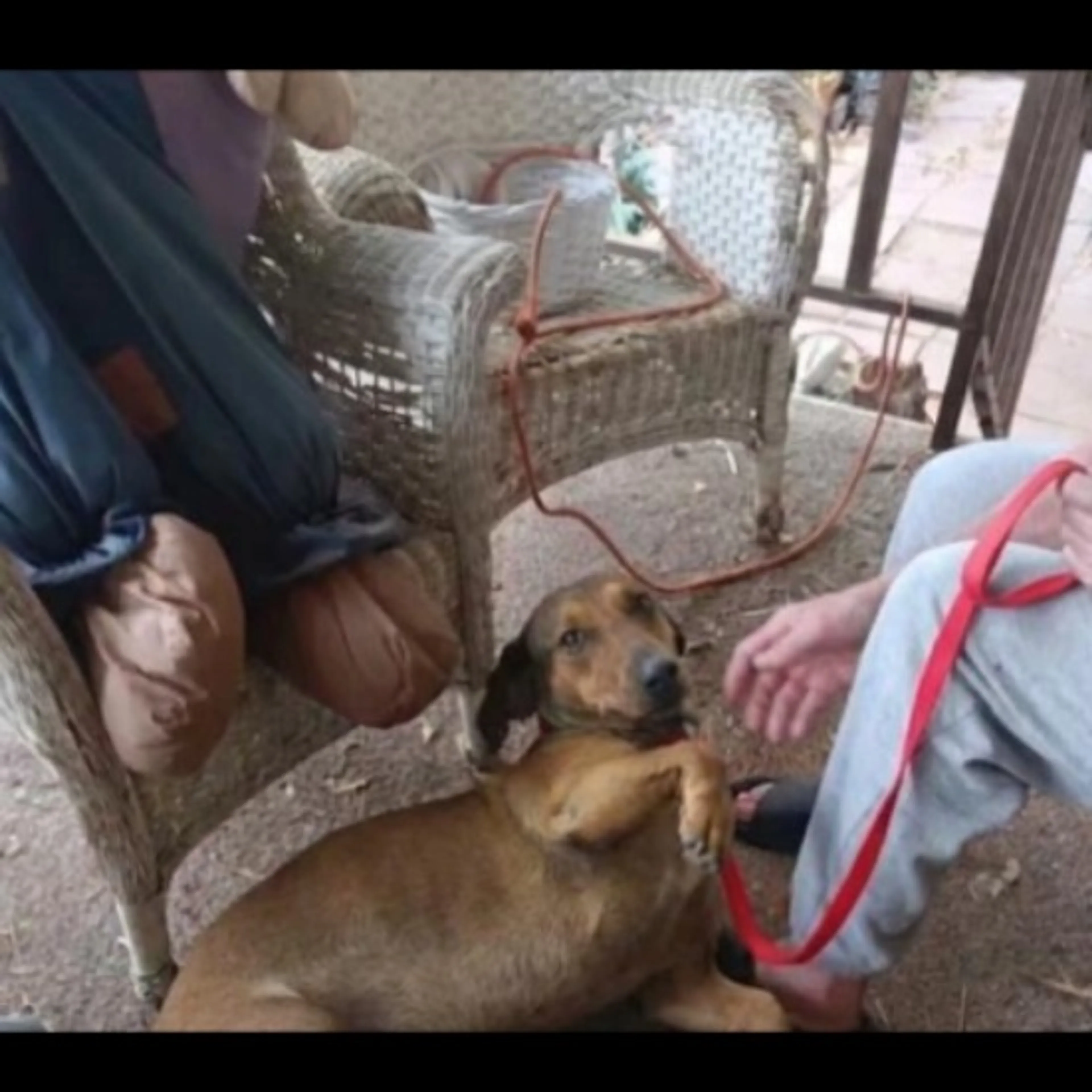 Lost pet