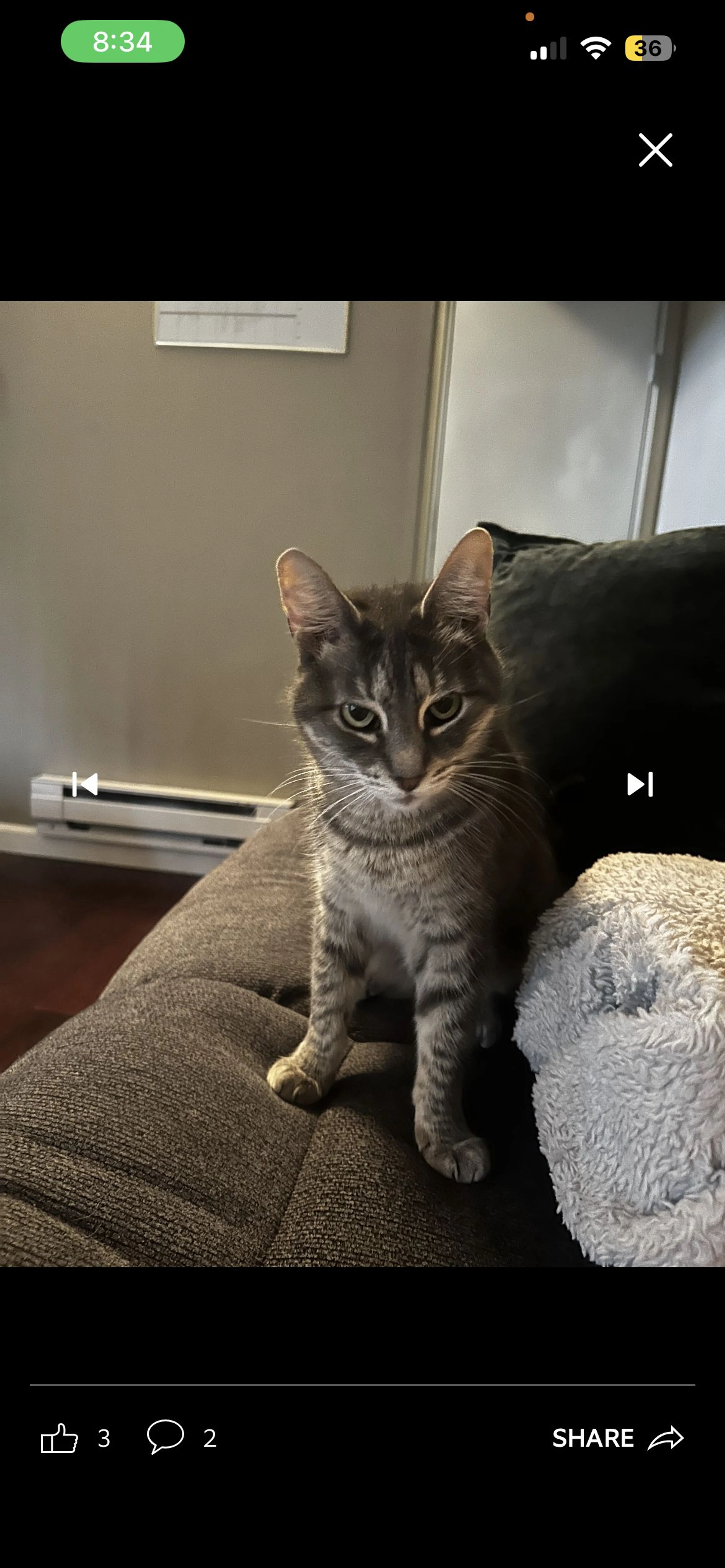 Lost pet