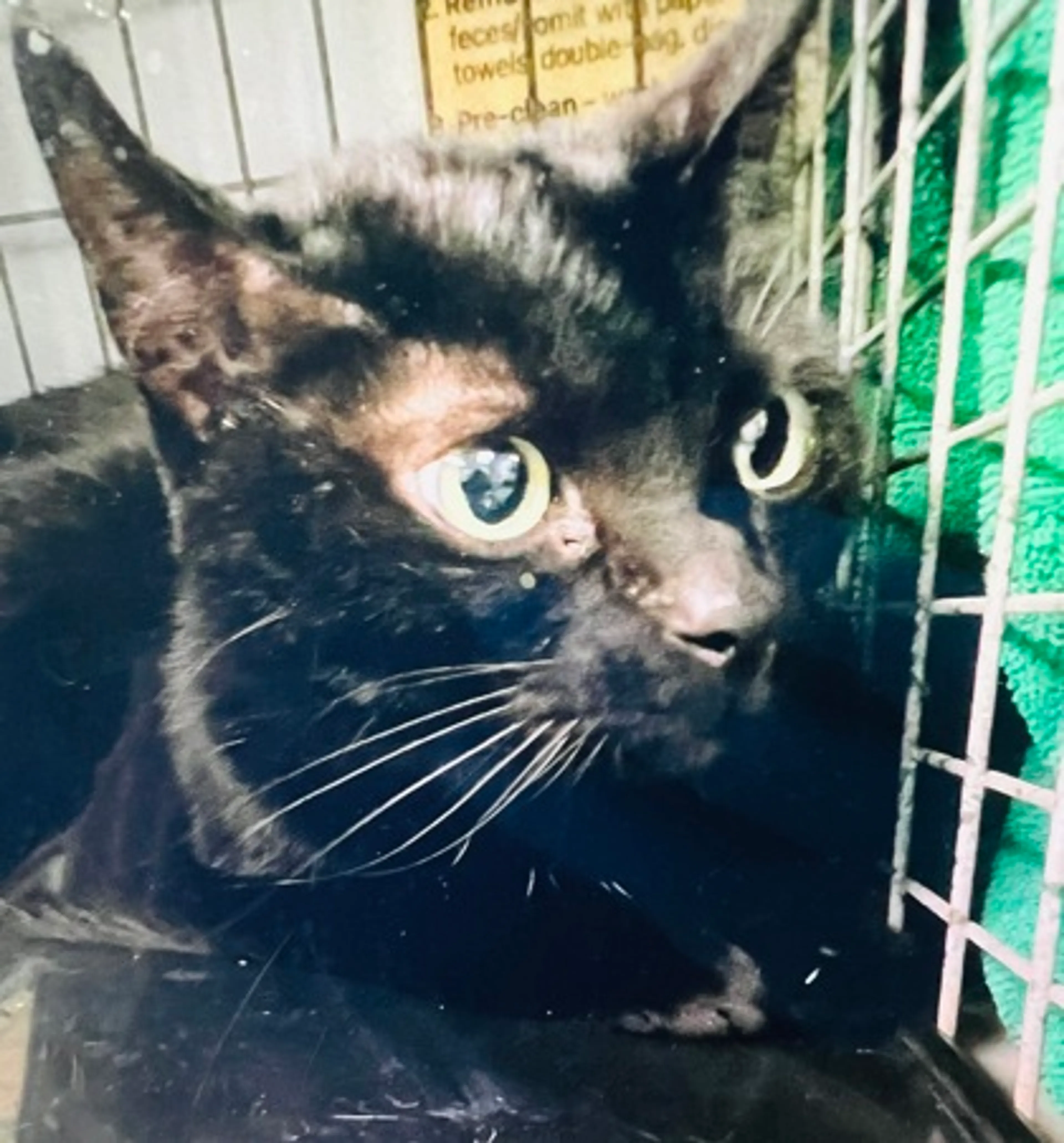 Found pet-1