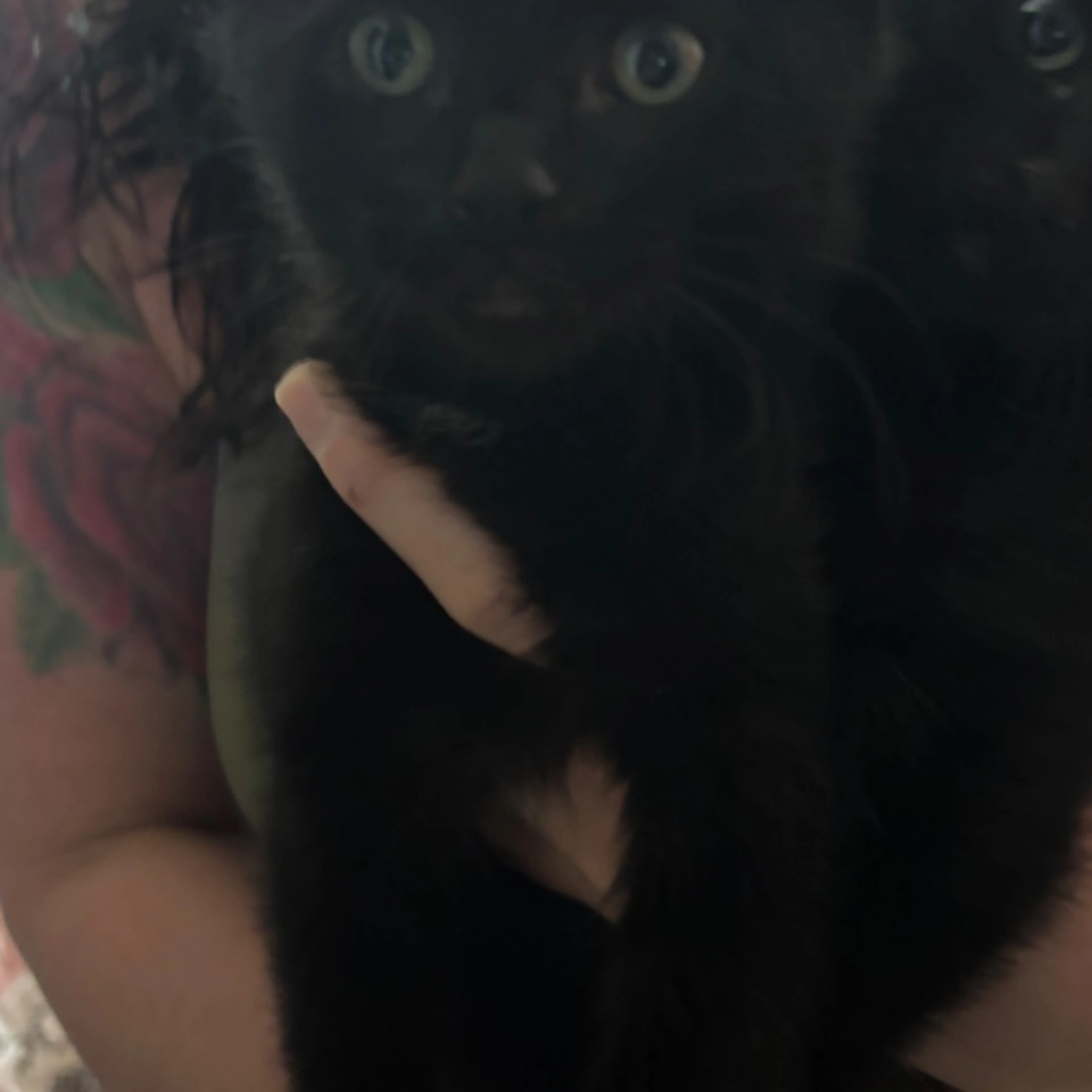 Lost pet
