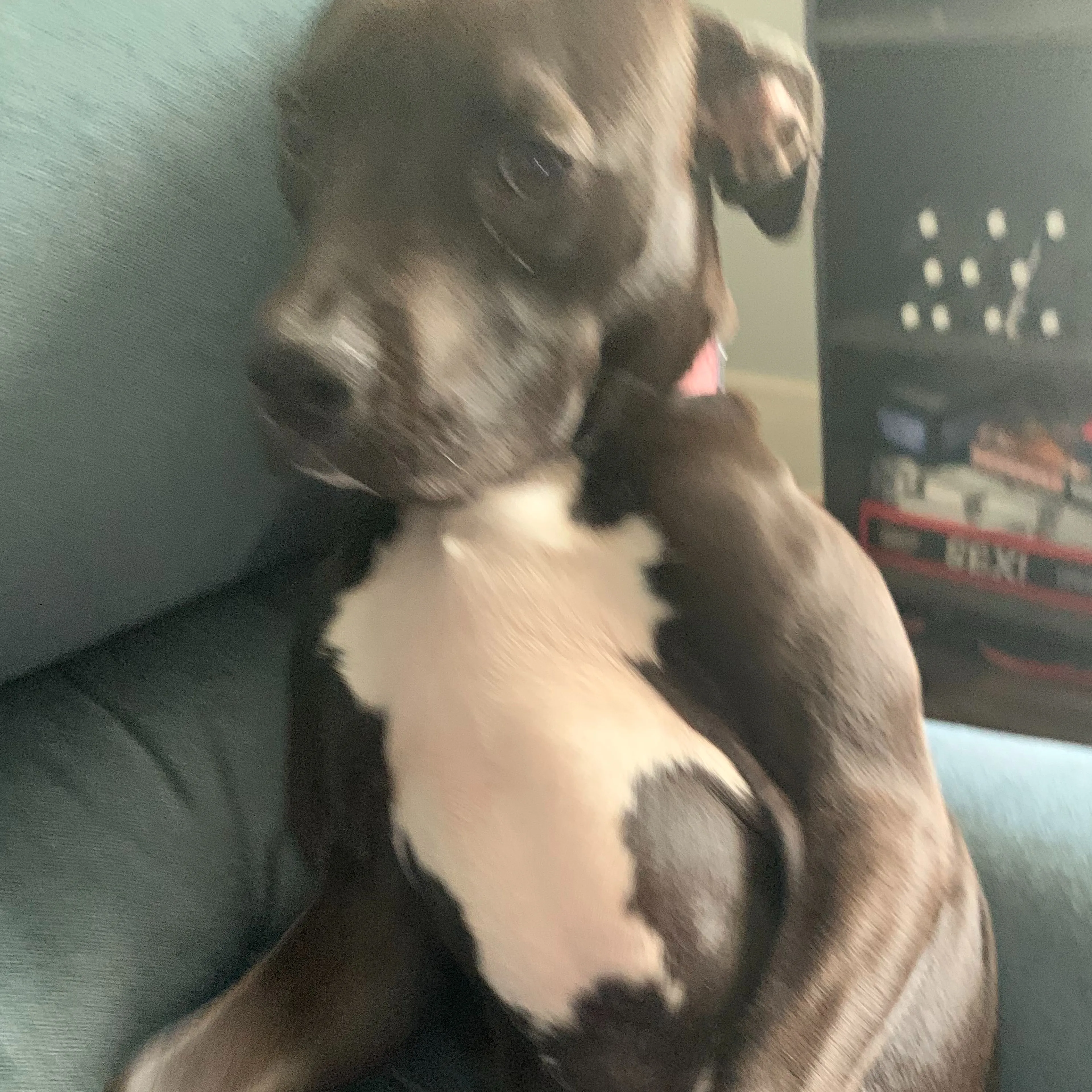 Lost pet-3