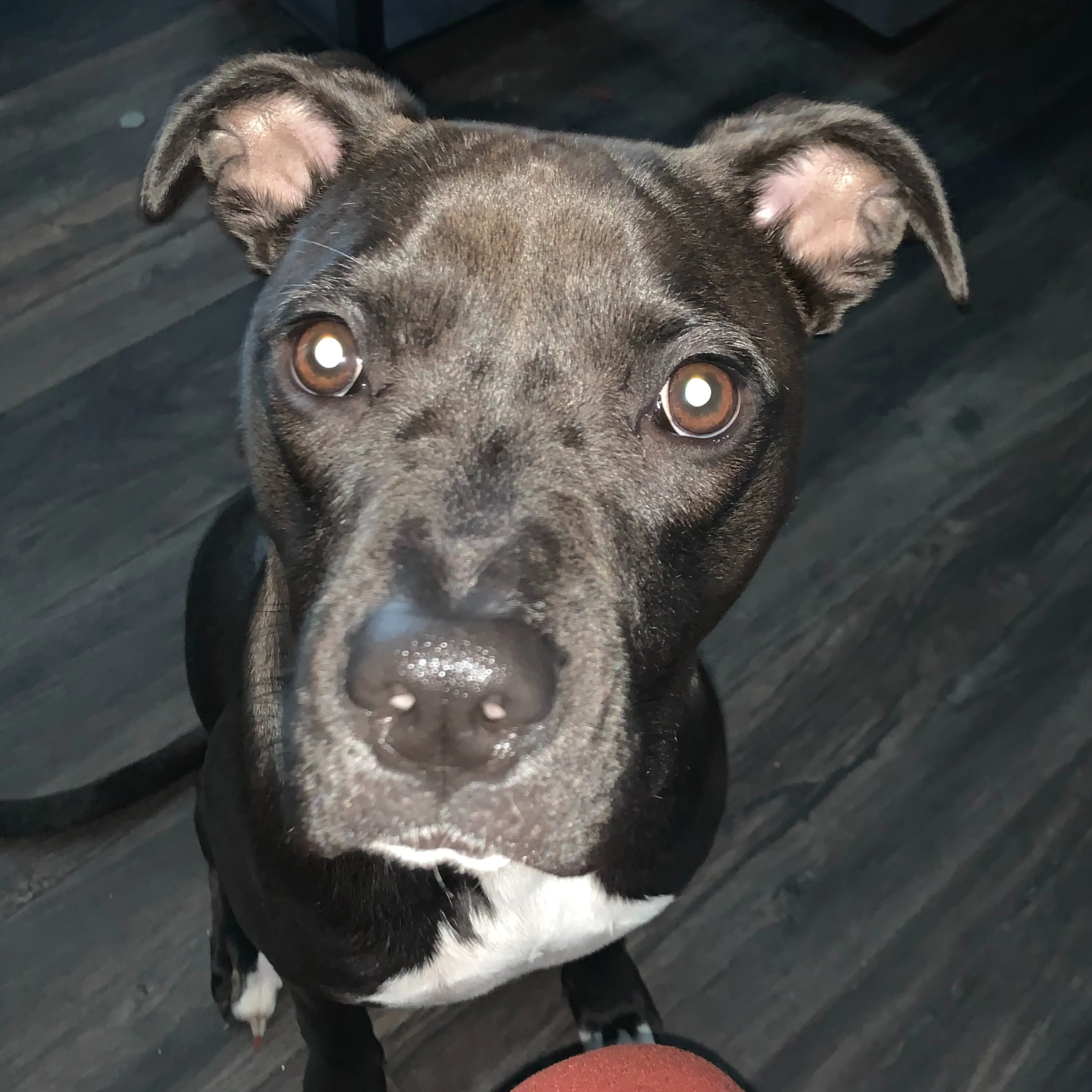 Lost pet-2