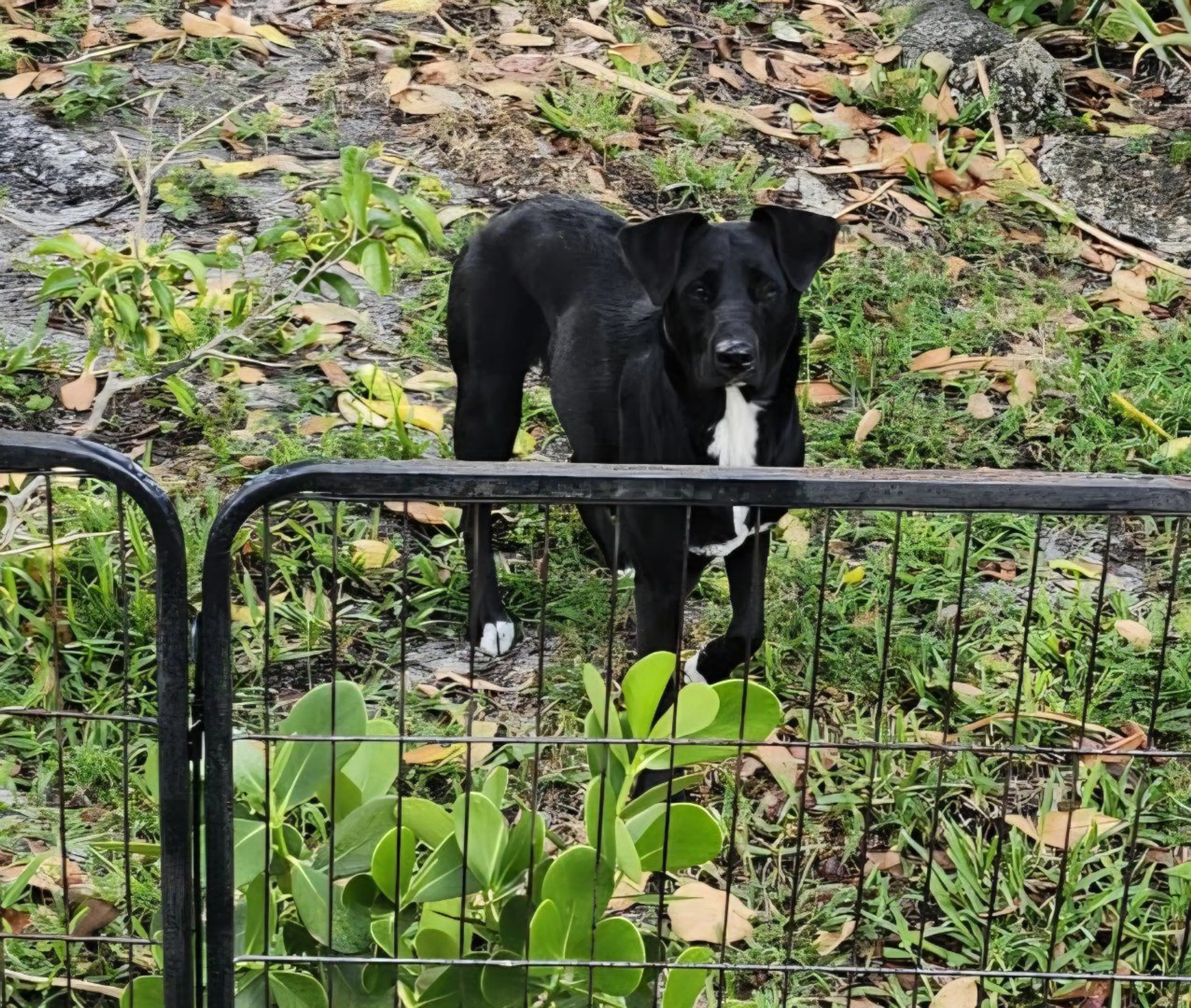 Lost pet