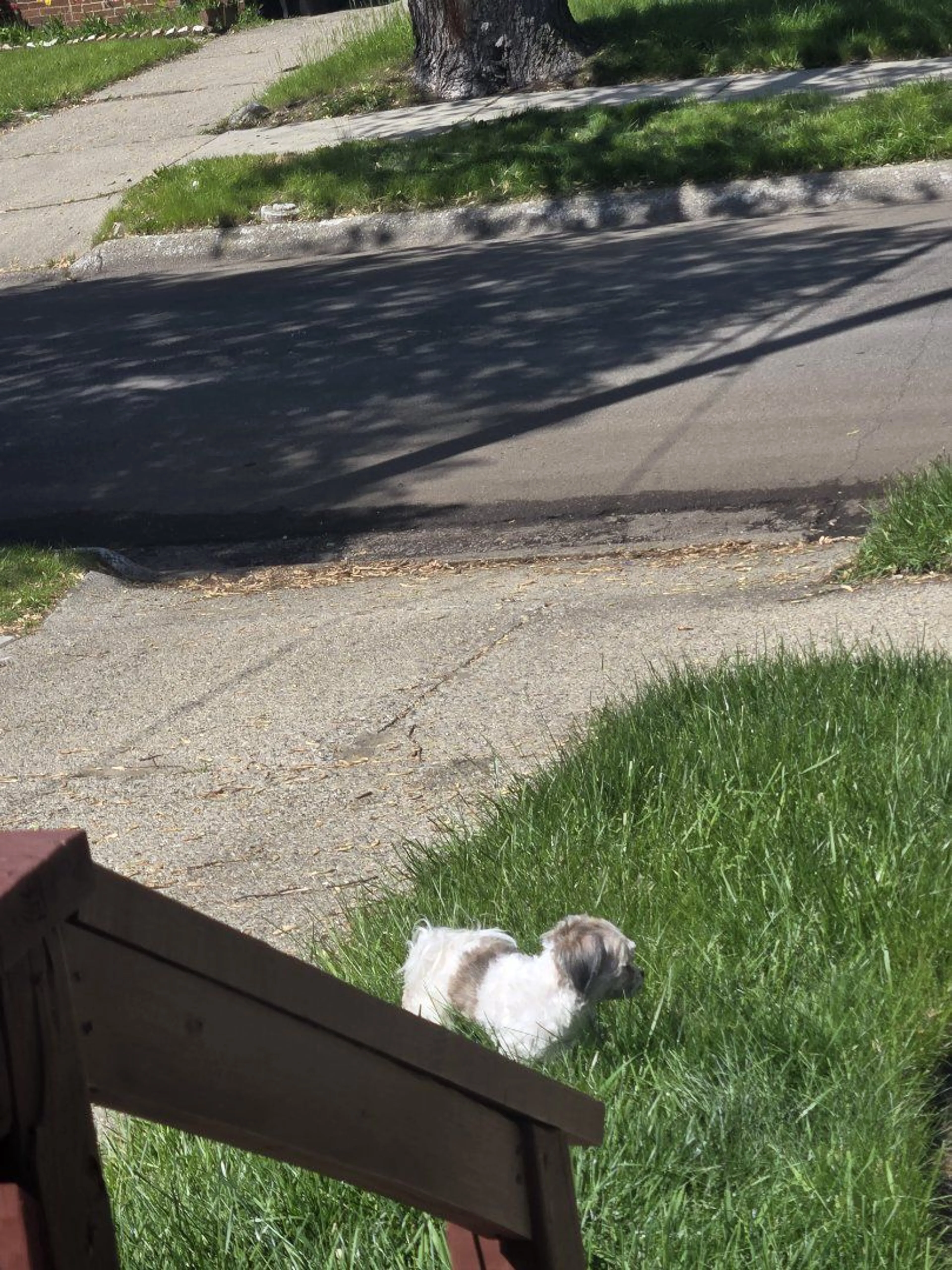 Lost pet-1