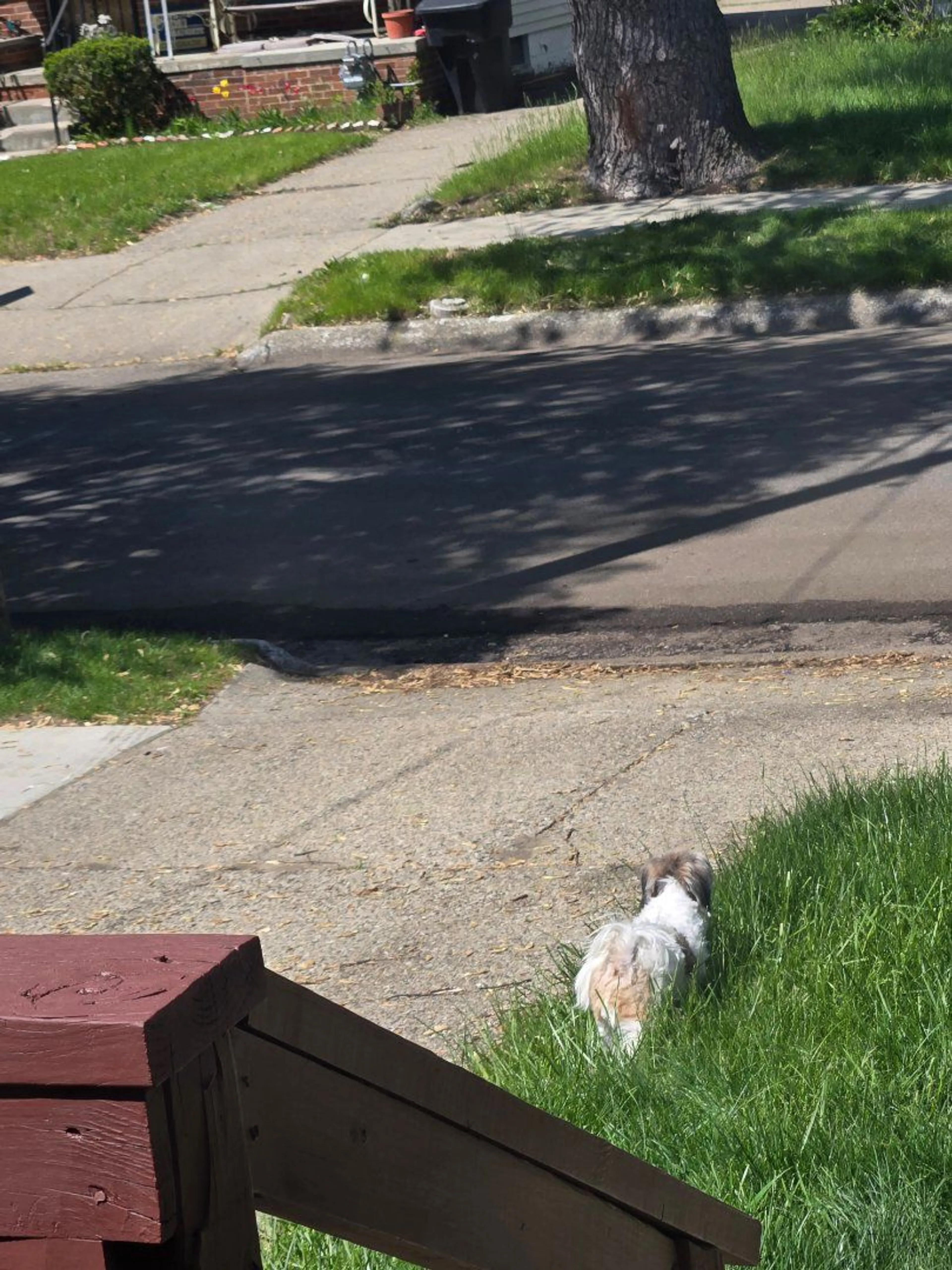 Lost pet-0