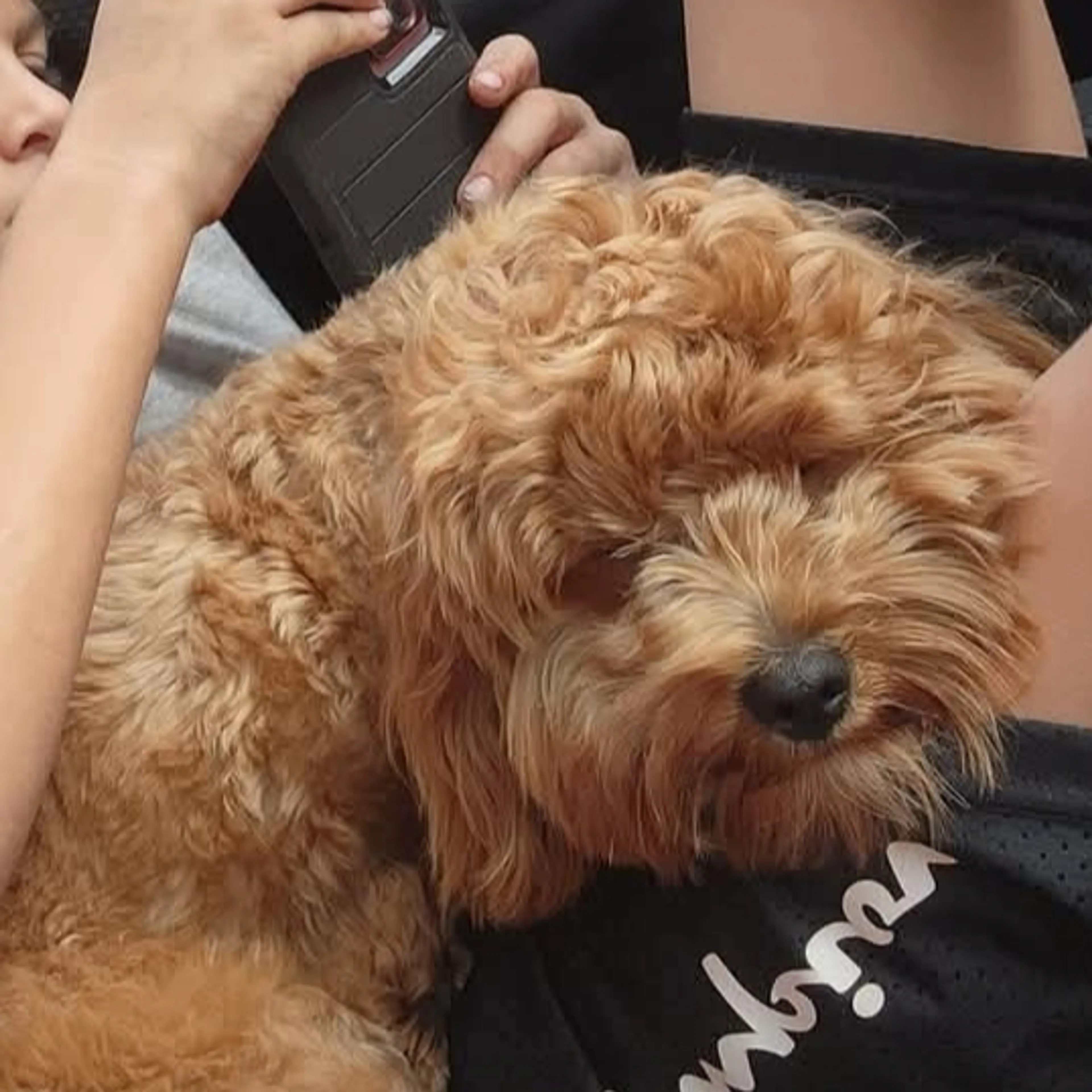 Lost pet-0