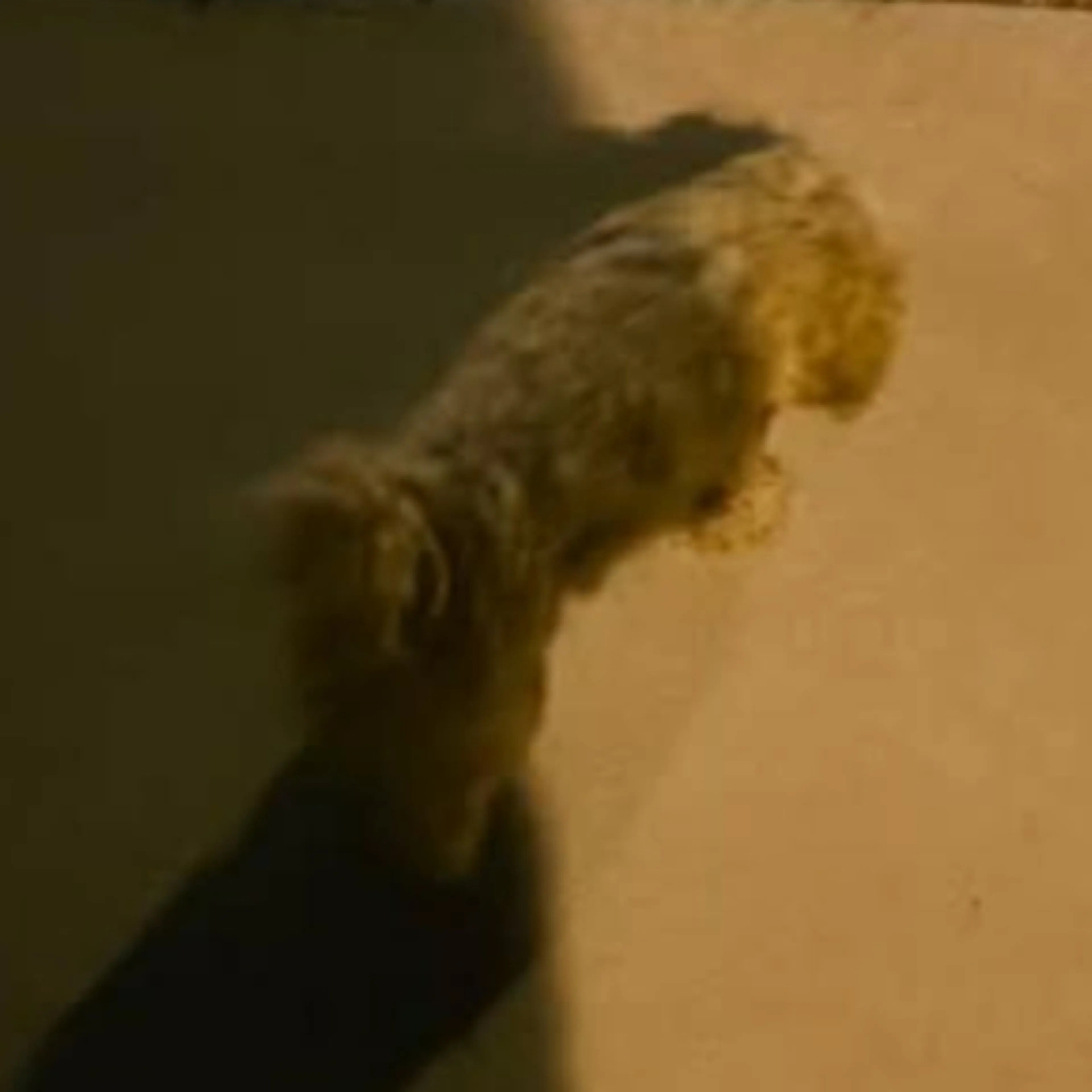 Lost pet-1