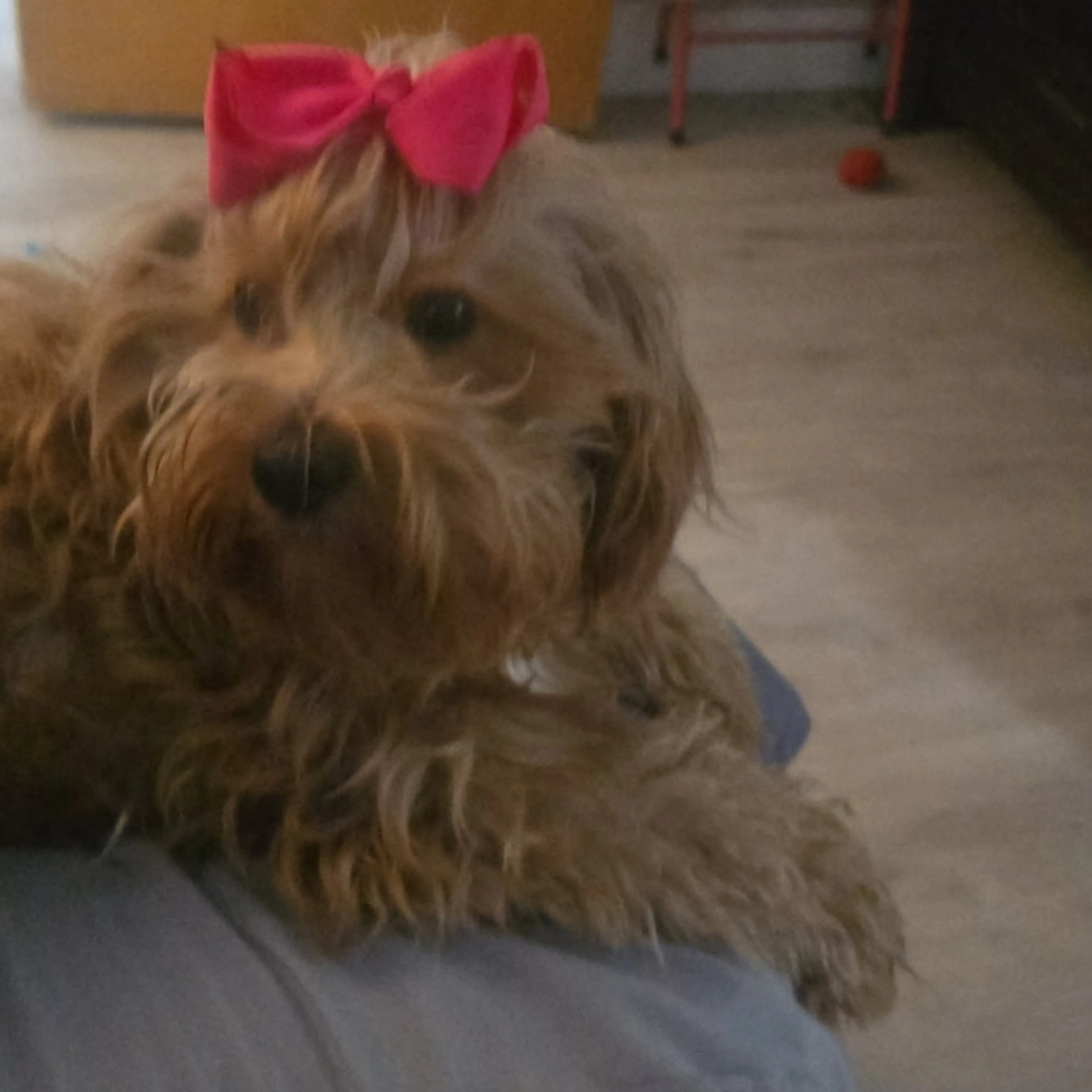 Lost pet-2