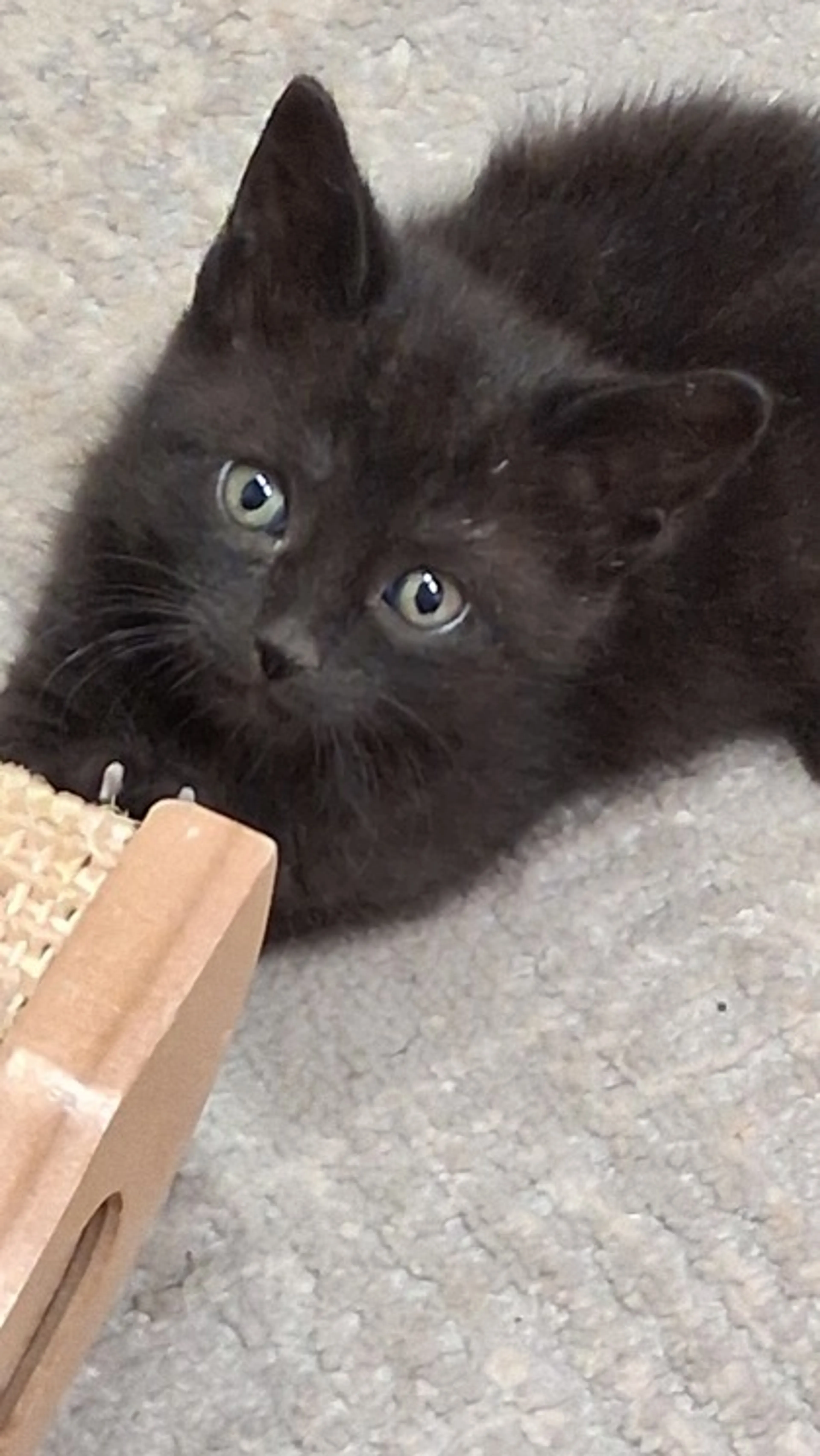 Found pet-1