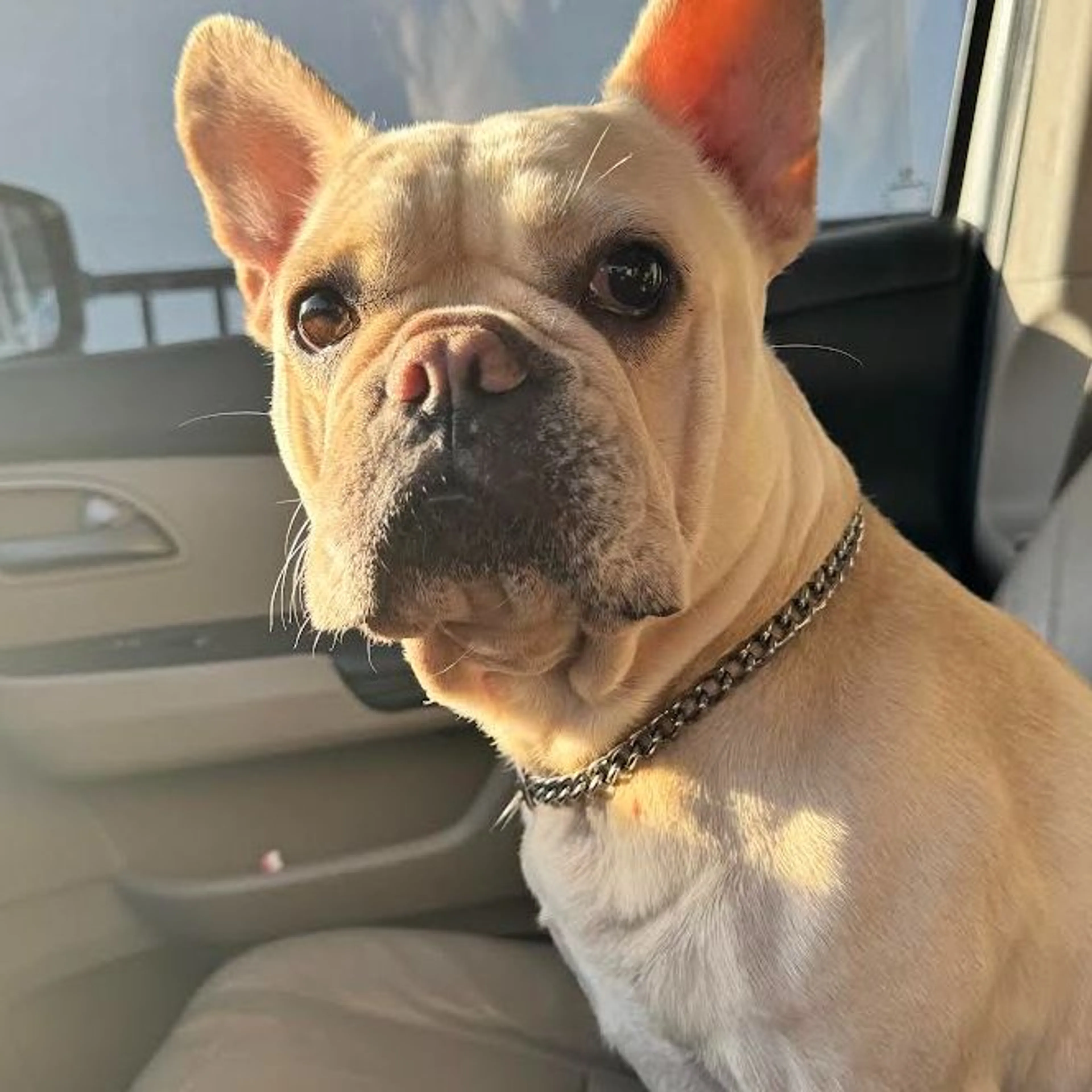 Lost pet