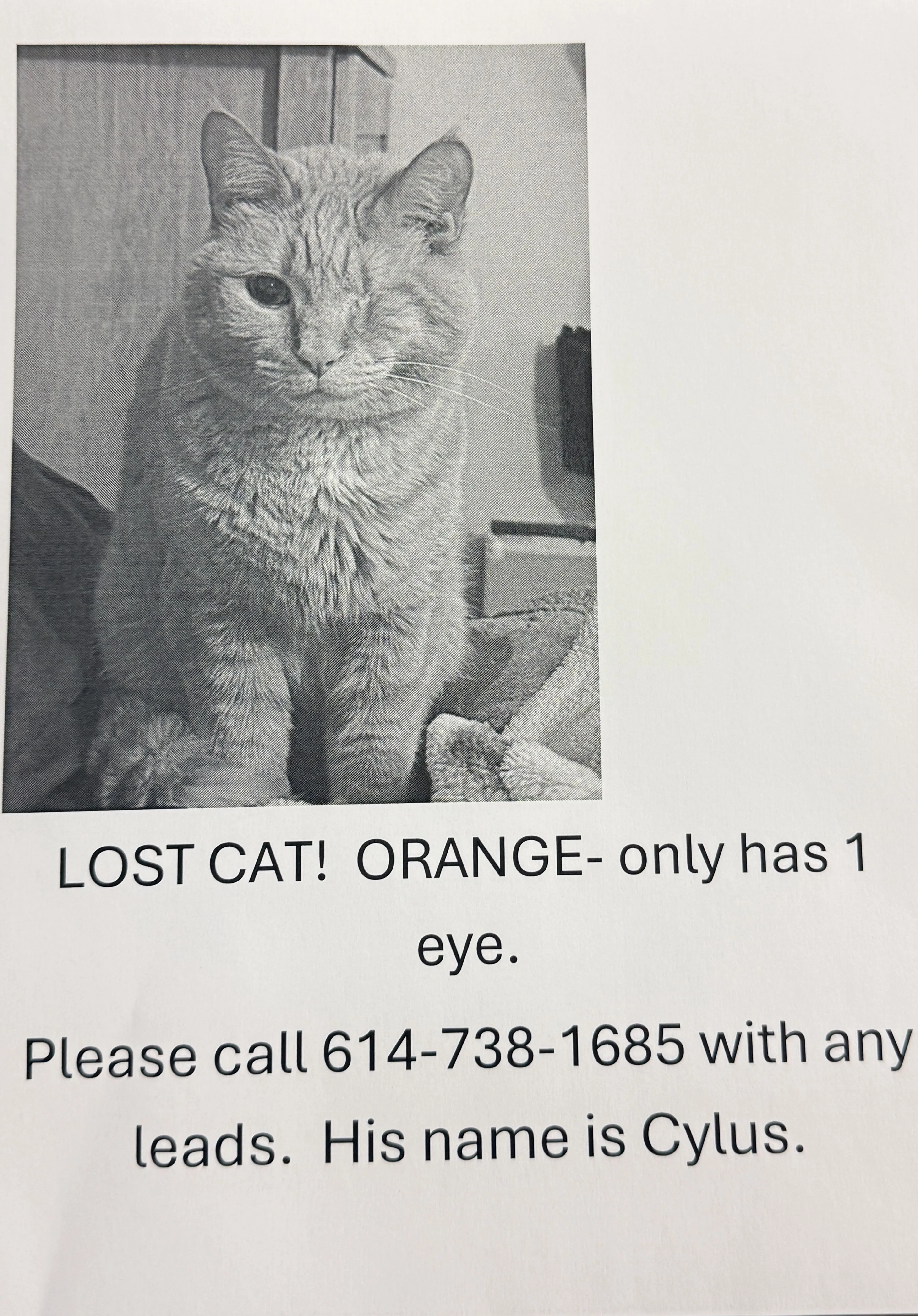 Lost pet