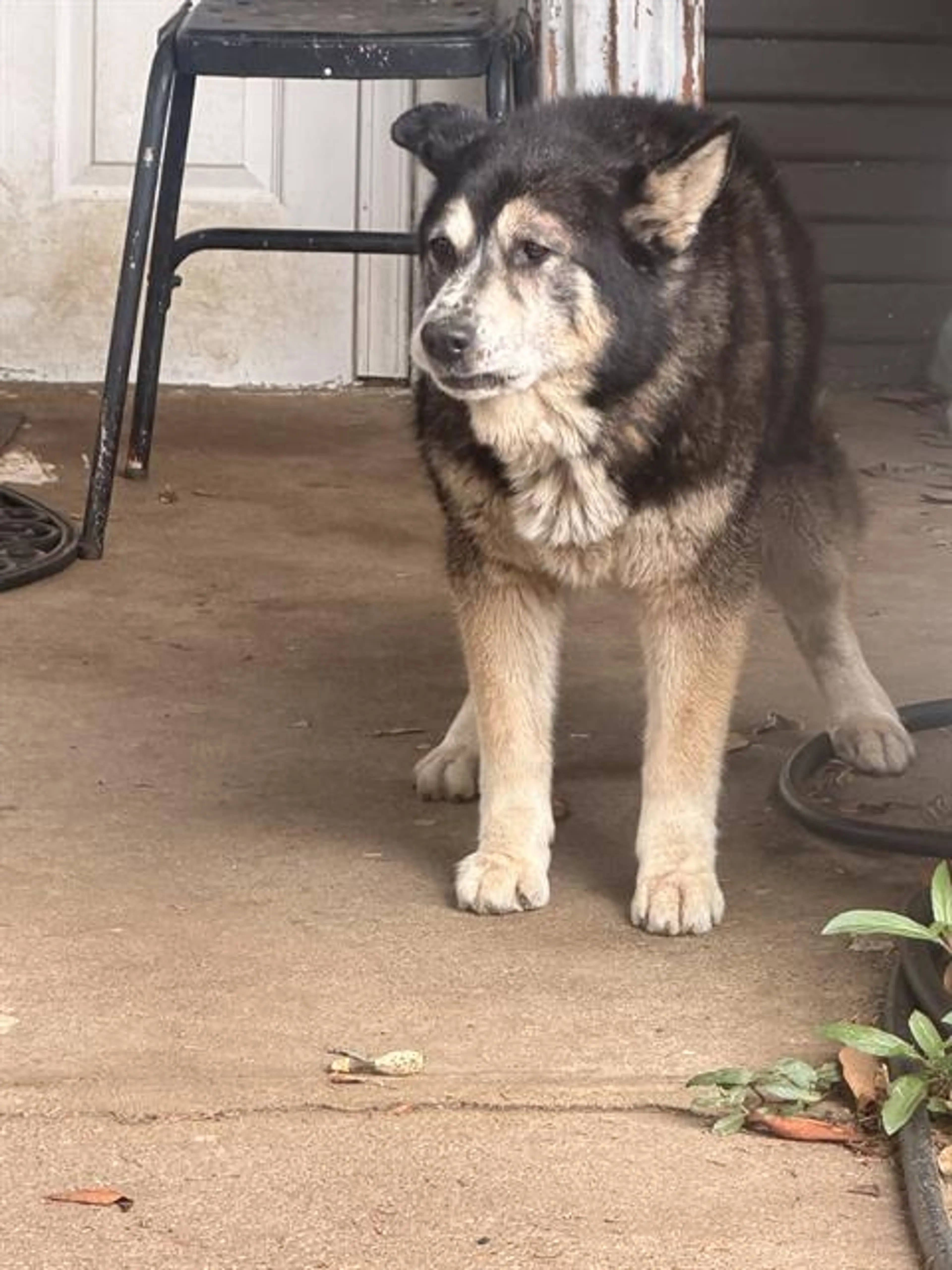 Found pet