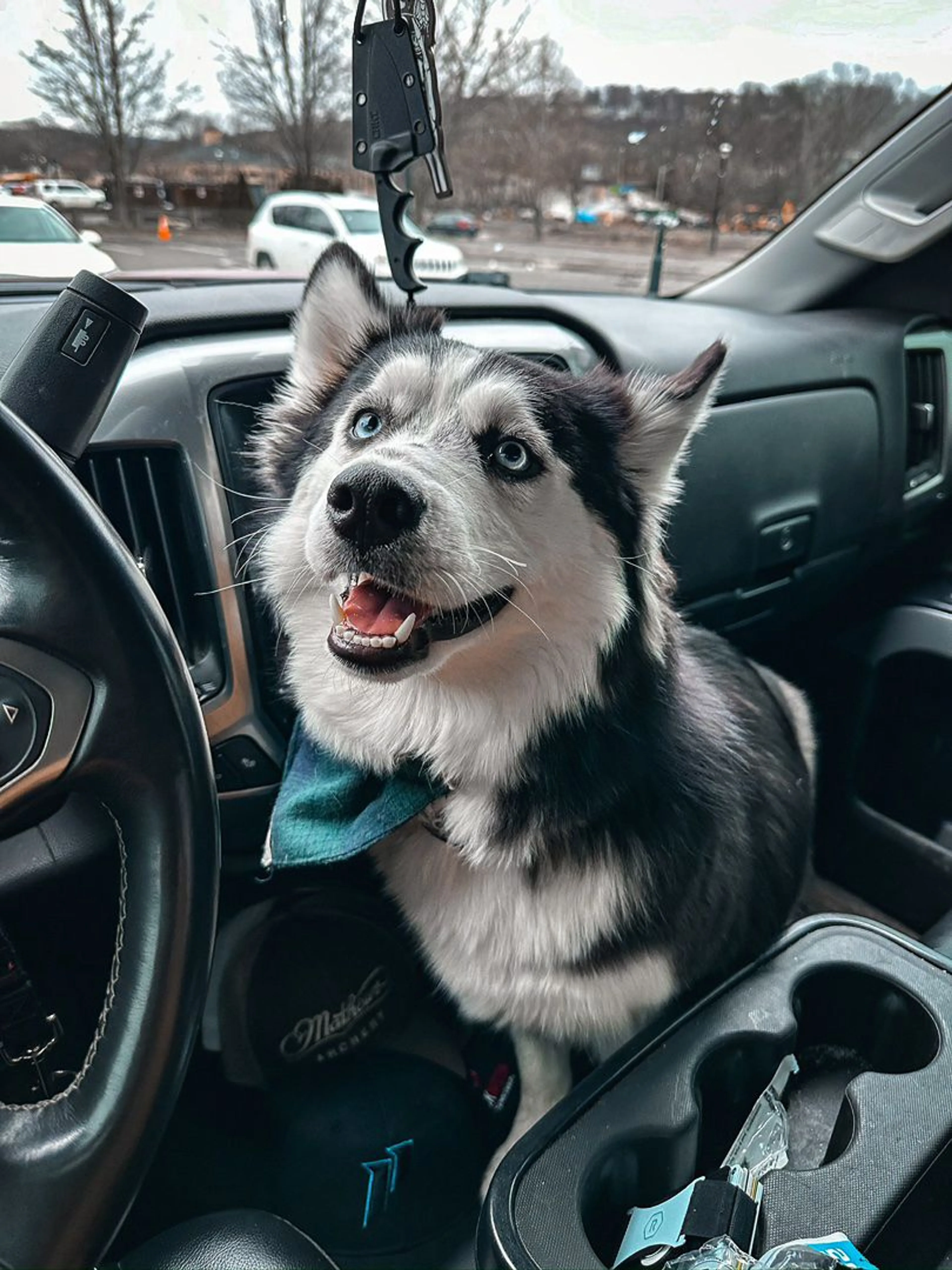 Lost pet