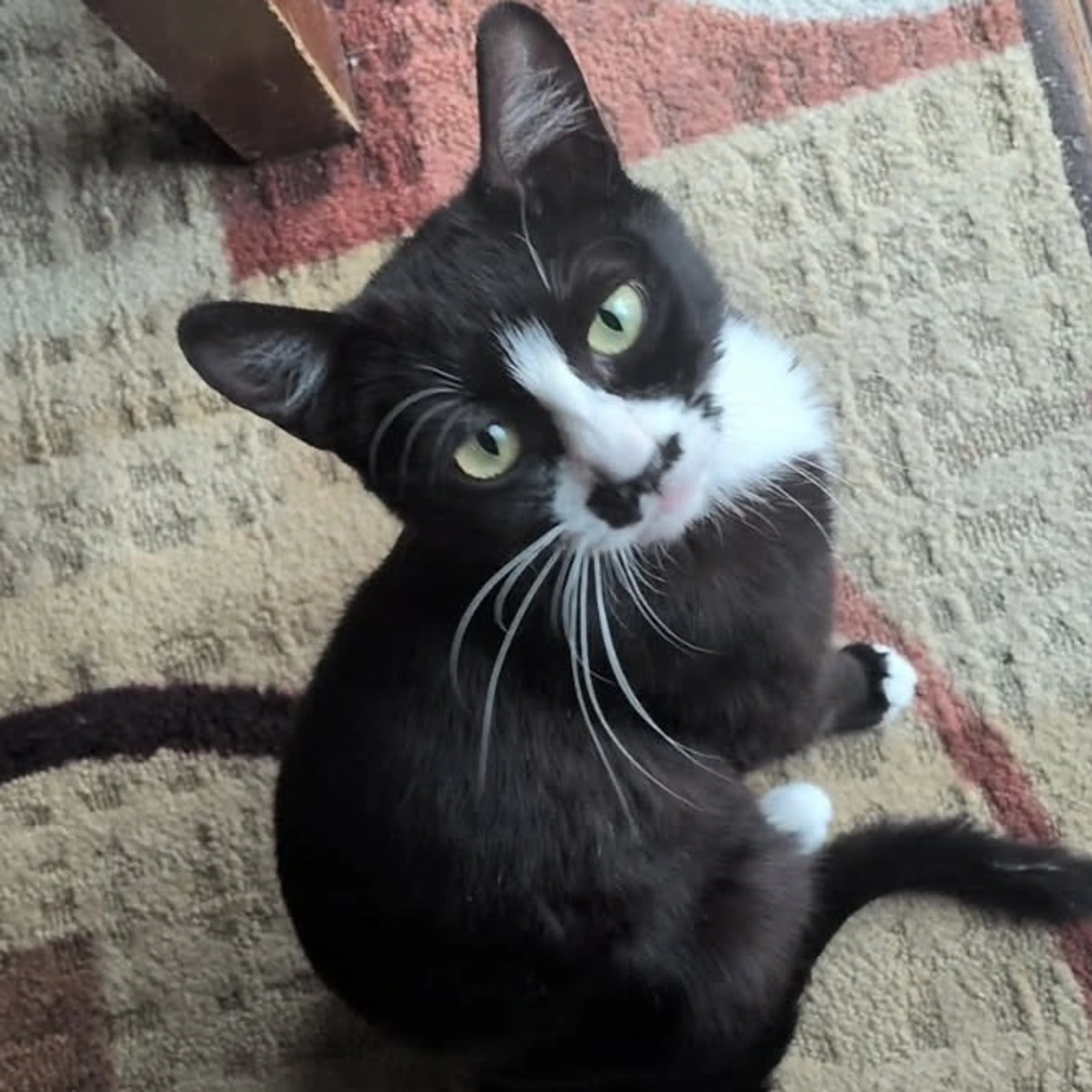 Found pet