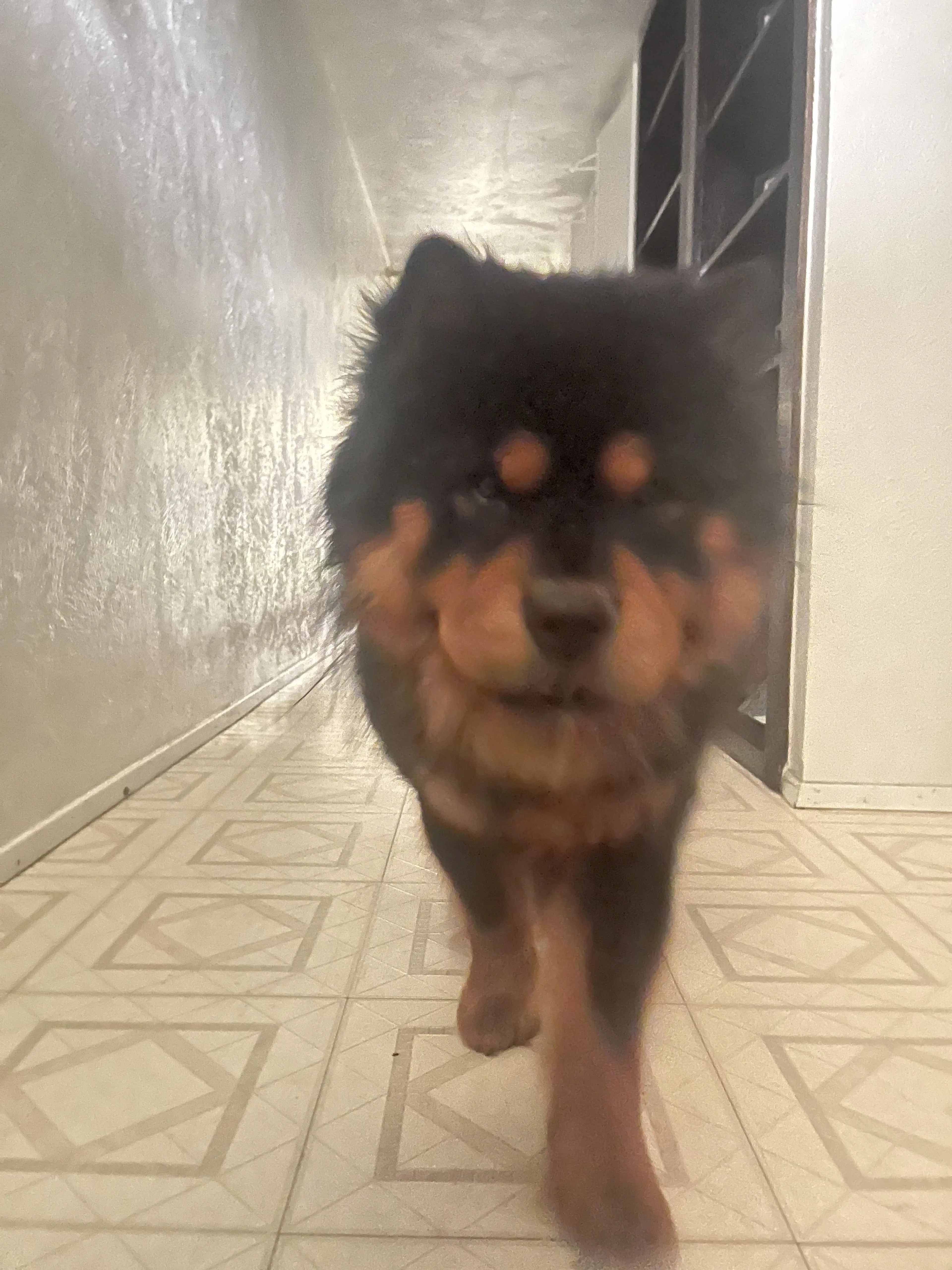 Lost pet
