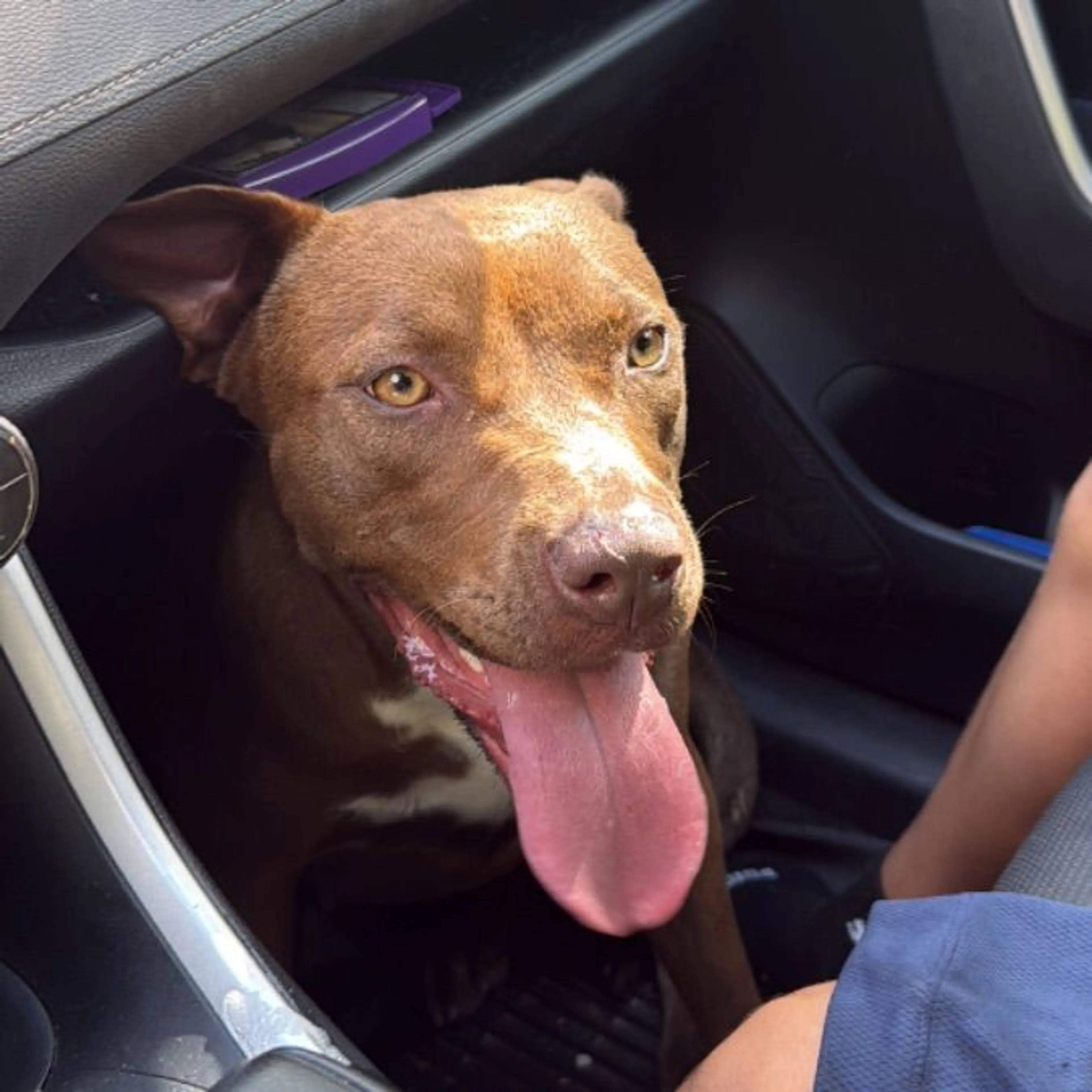 Found pet
