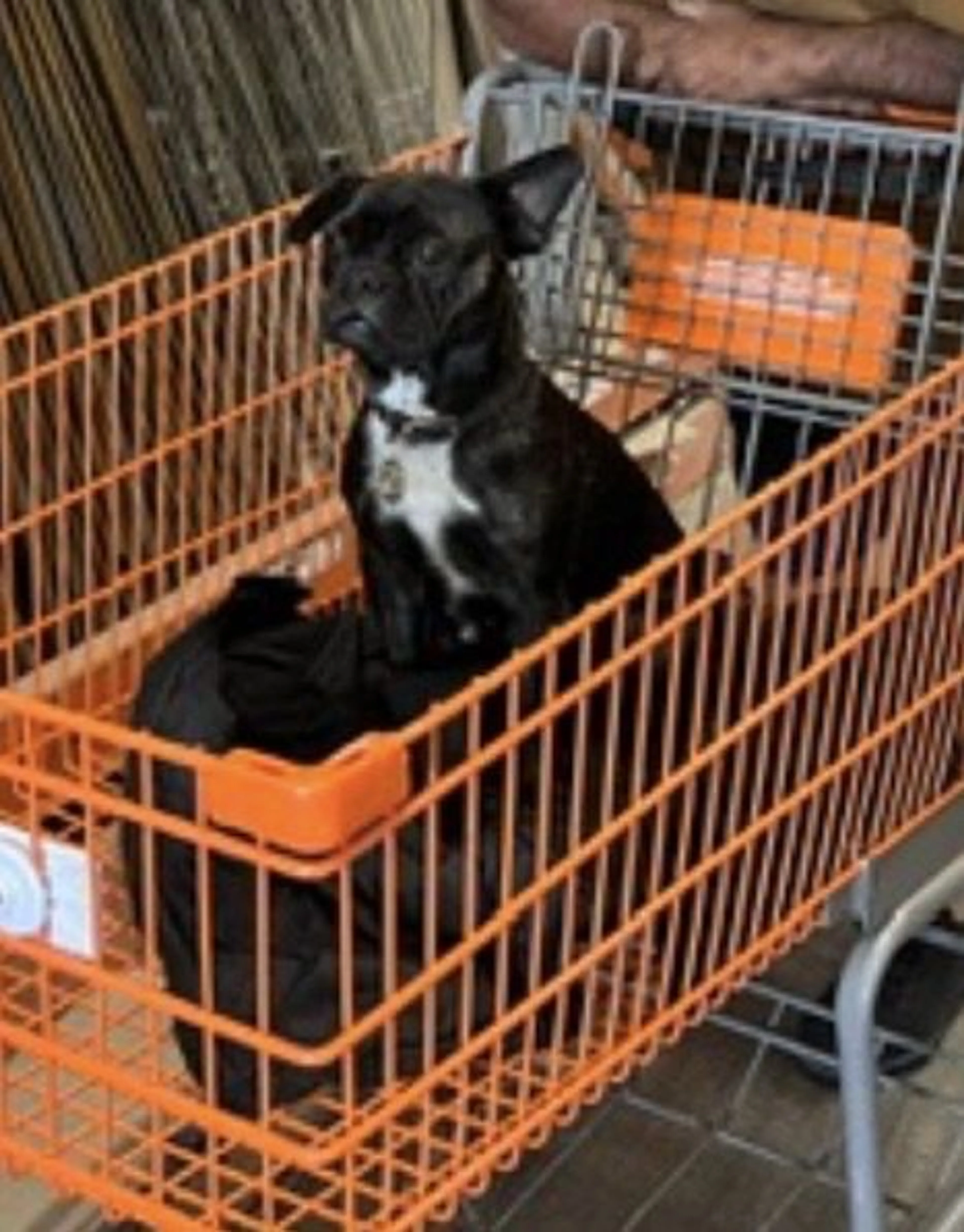 Lost pet-2