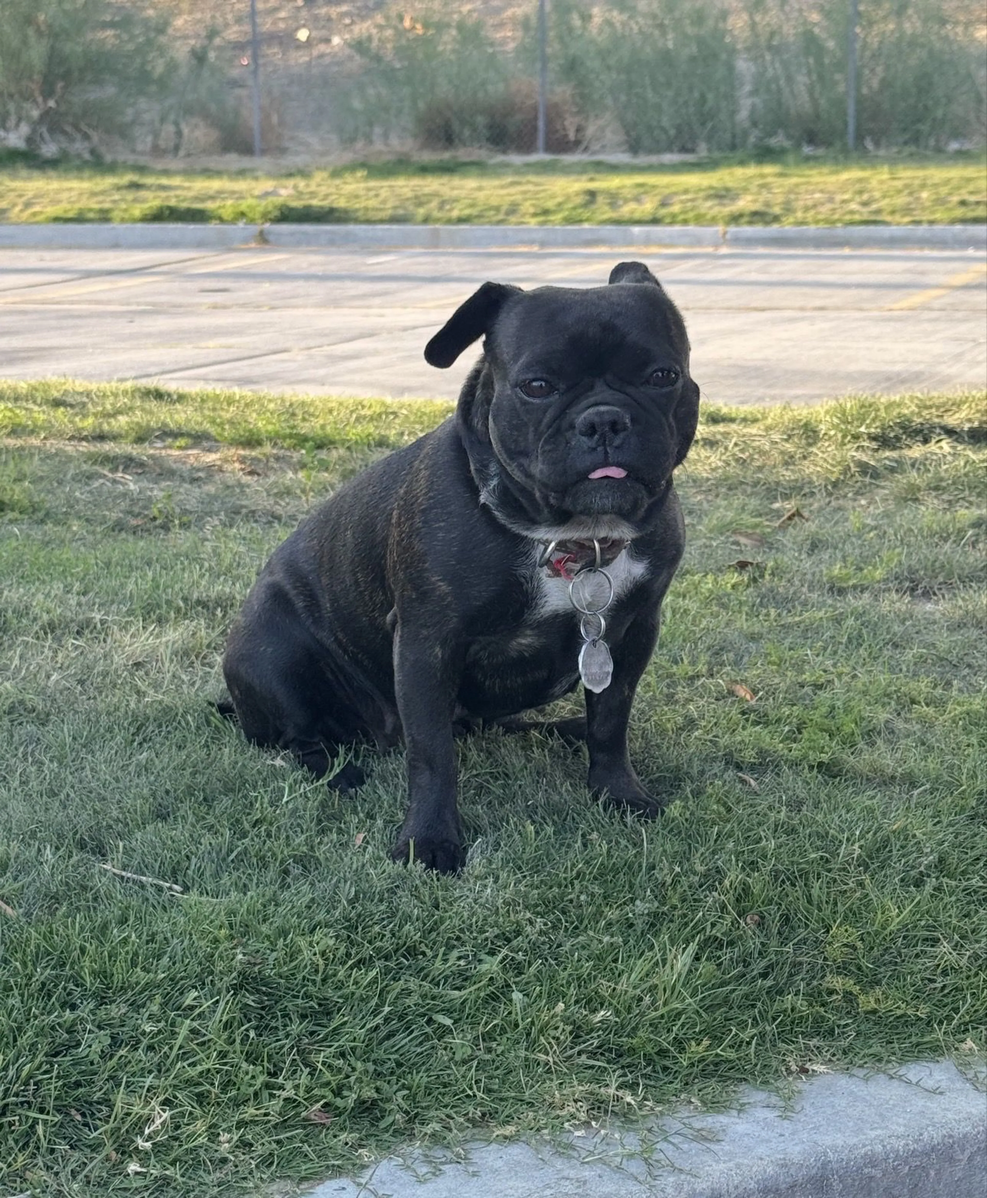 Lost pet-0