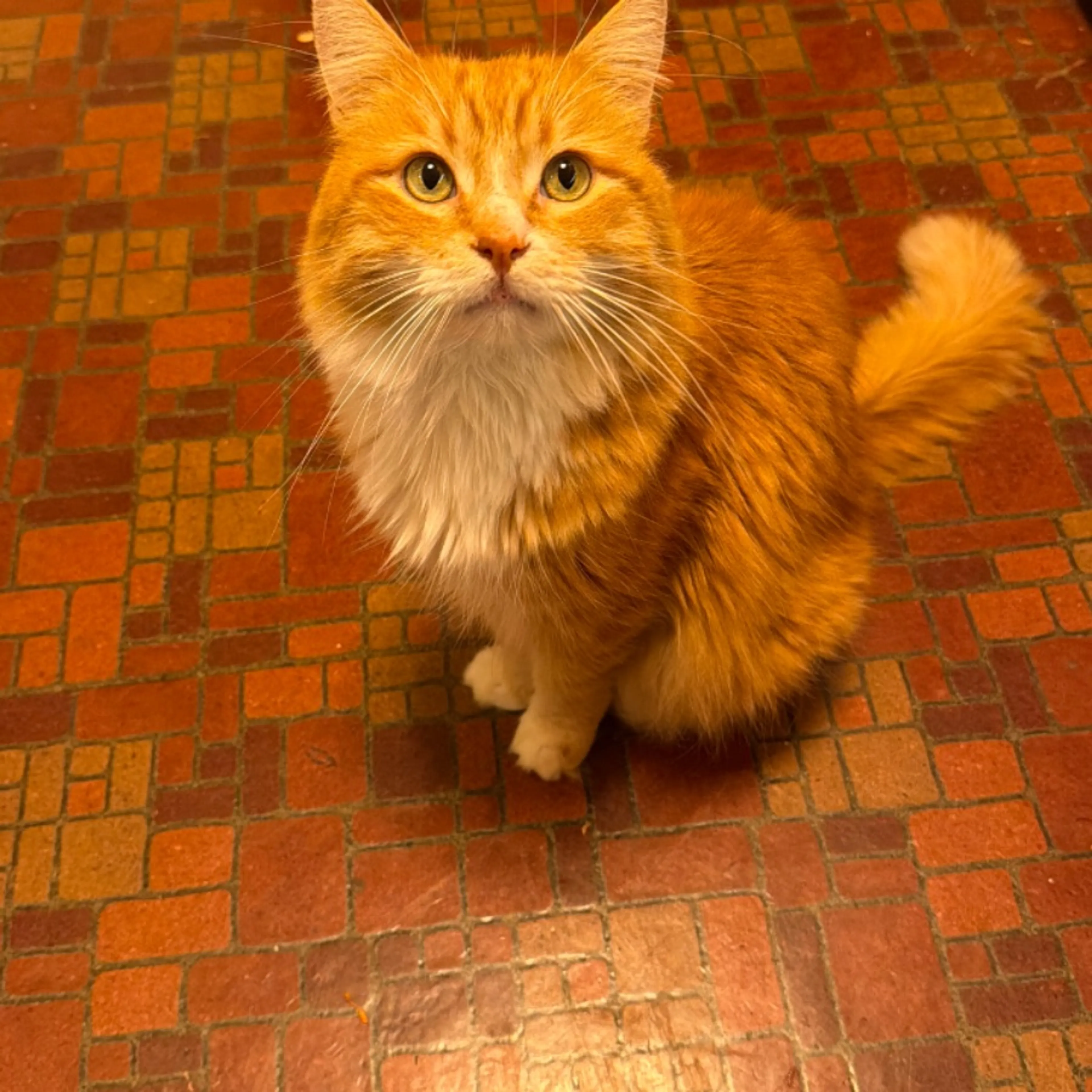 Lost pet-0