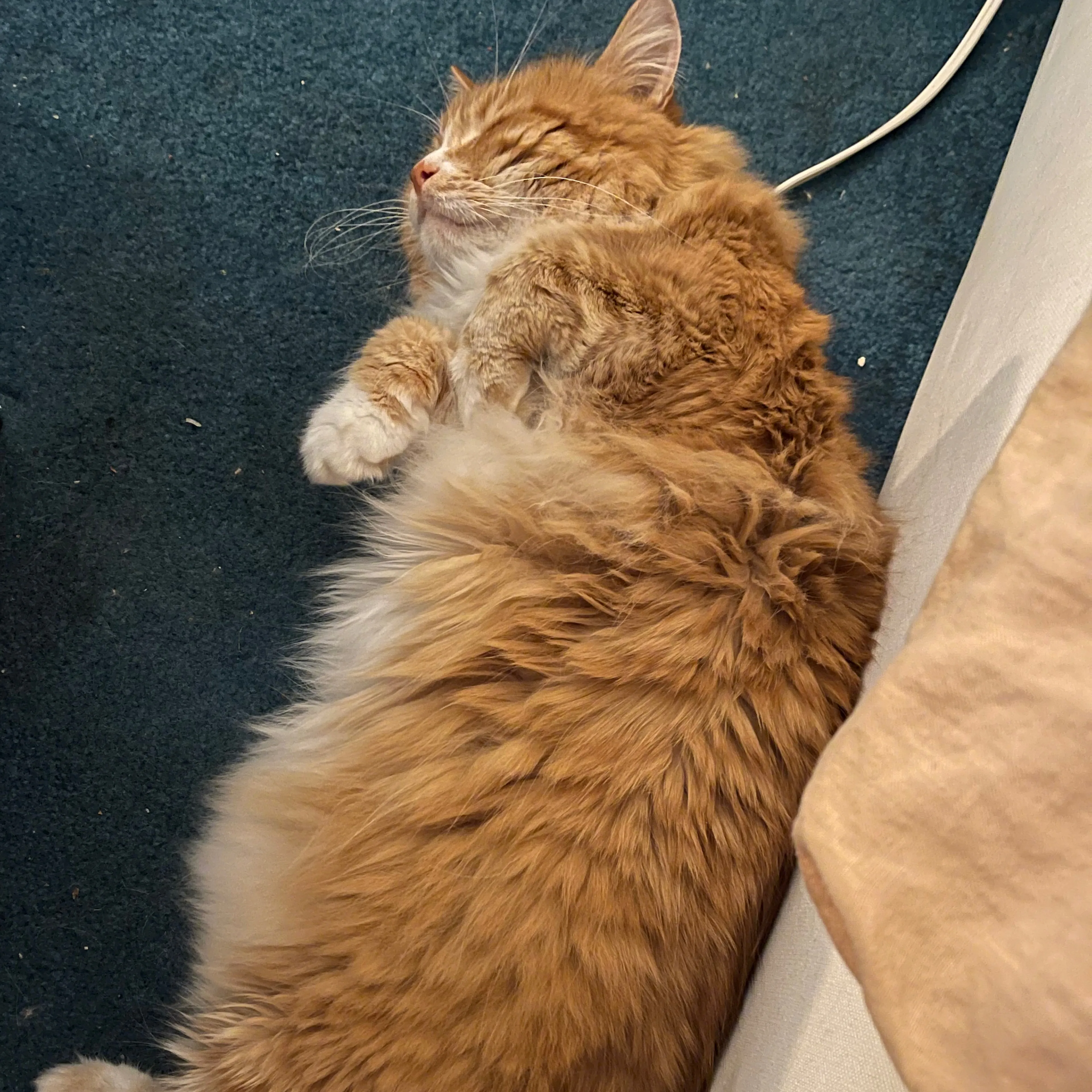 Lost pet-2