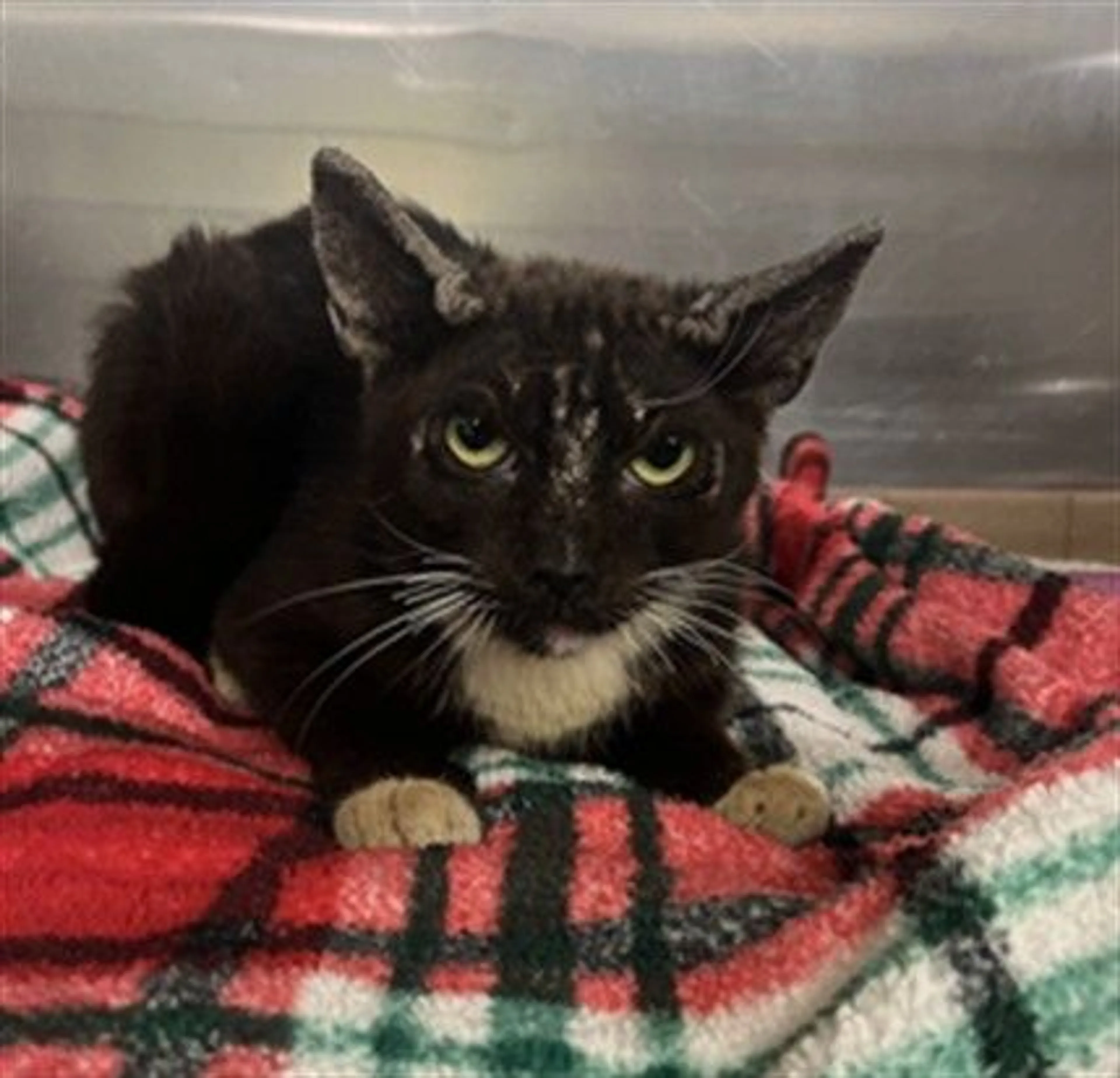 Found pet