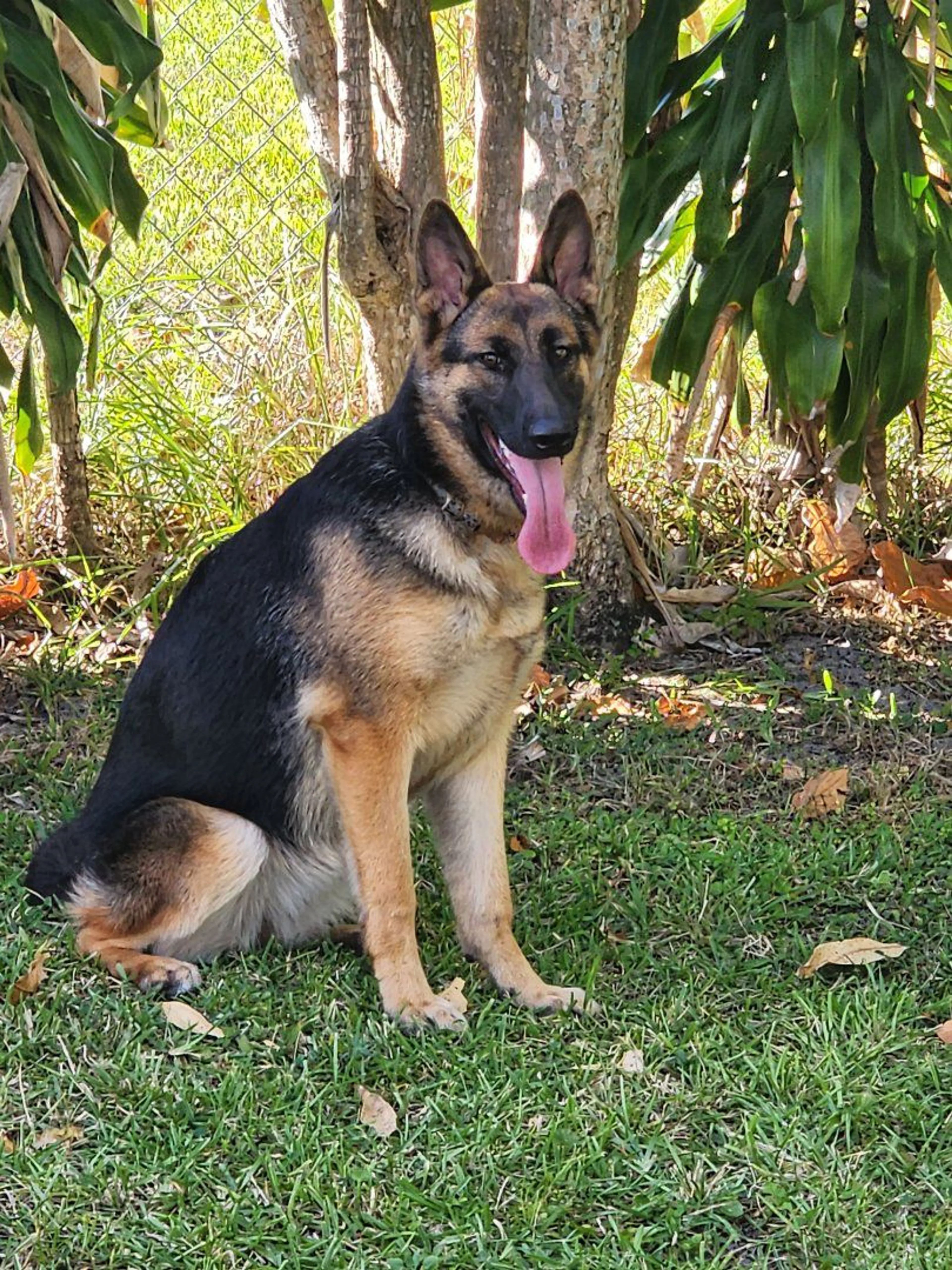 Lost pet