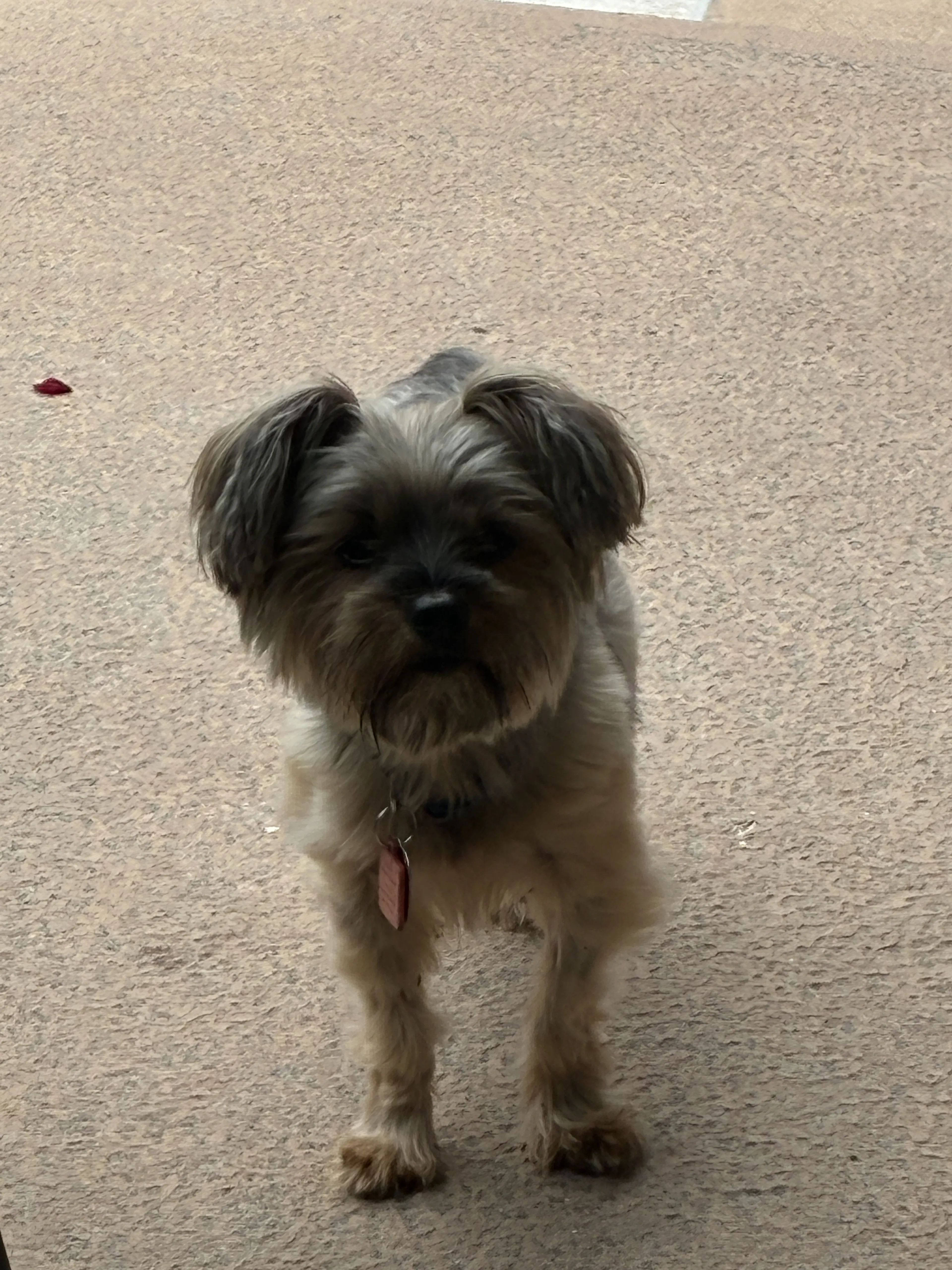 Lost pet