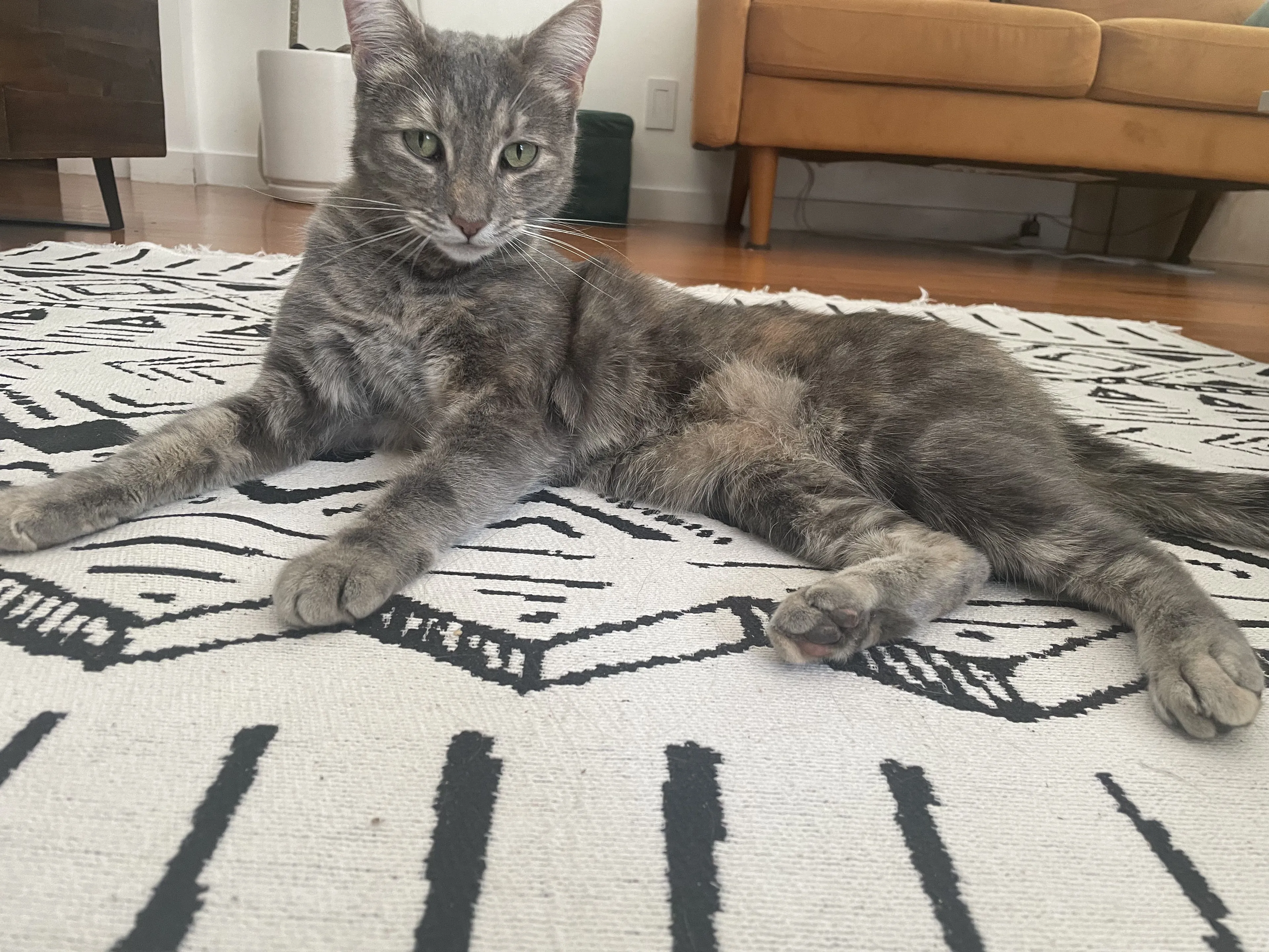 Lost pet-1