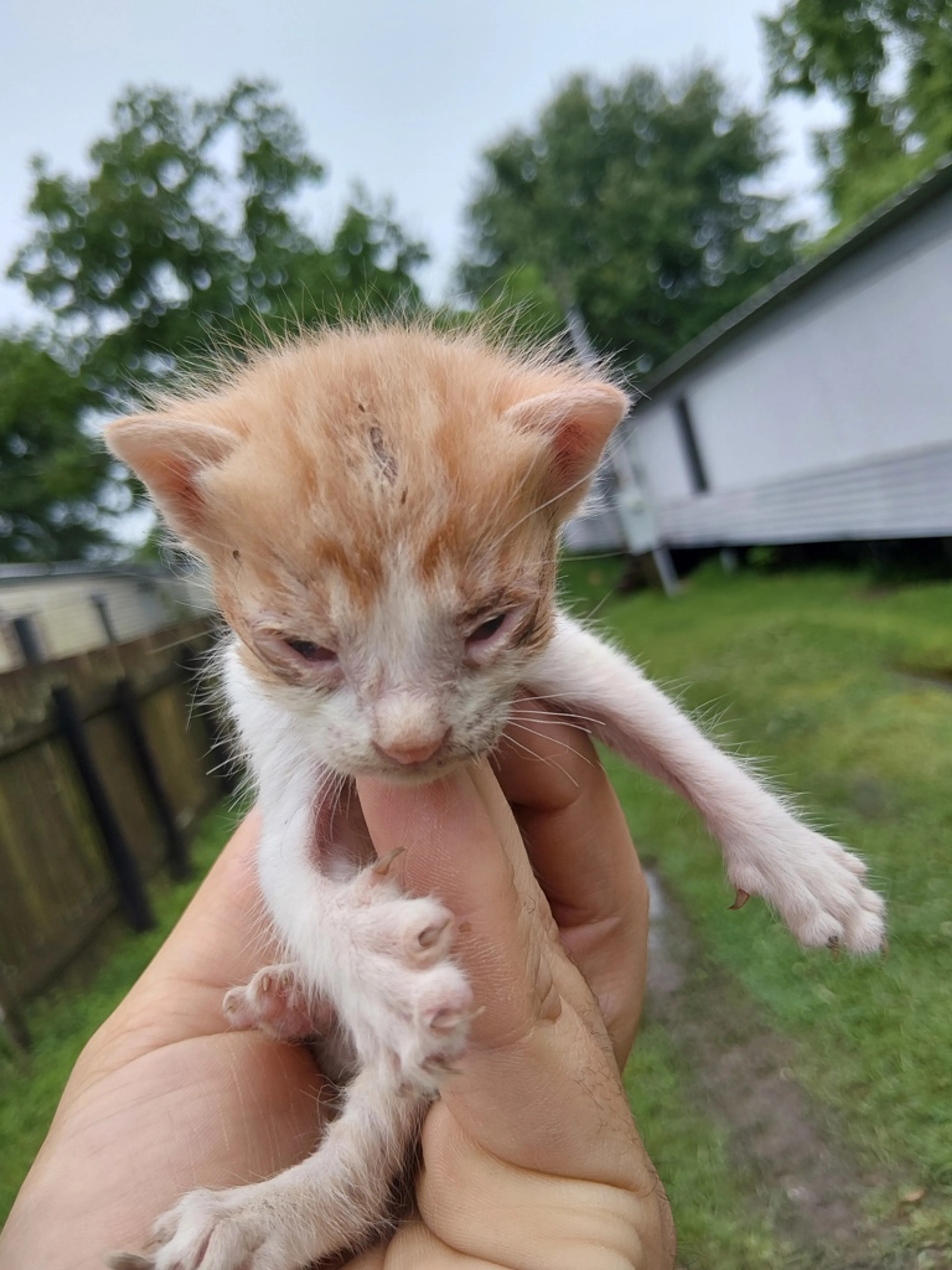 Found pet