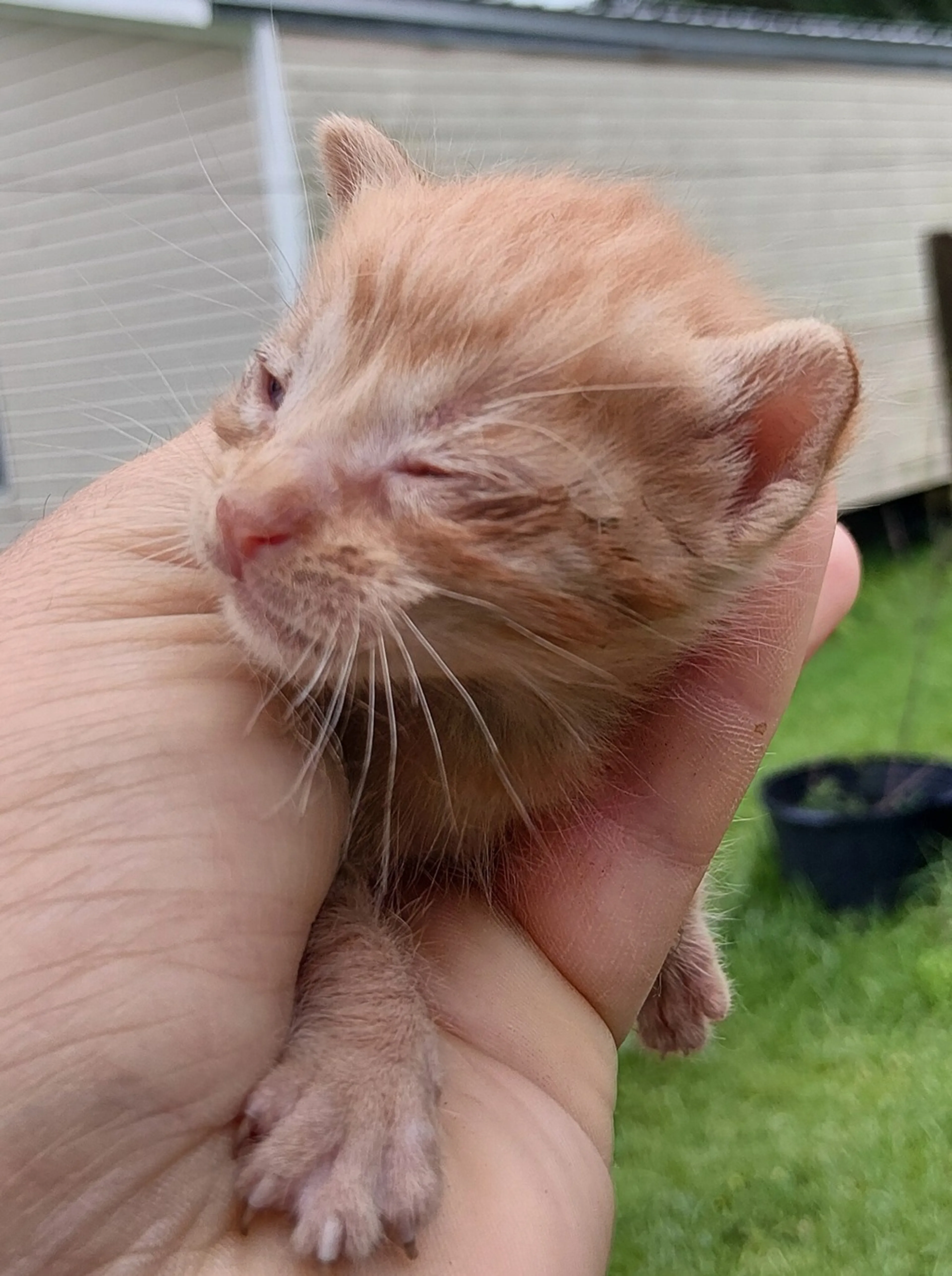 Found pet