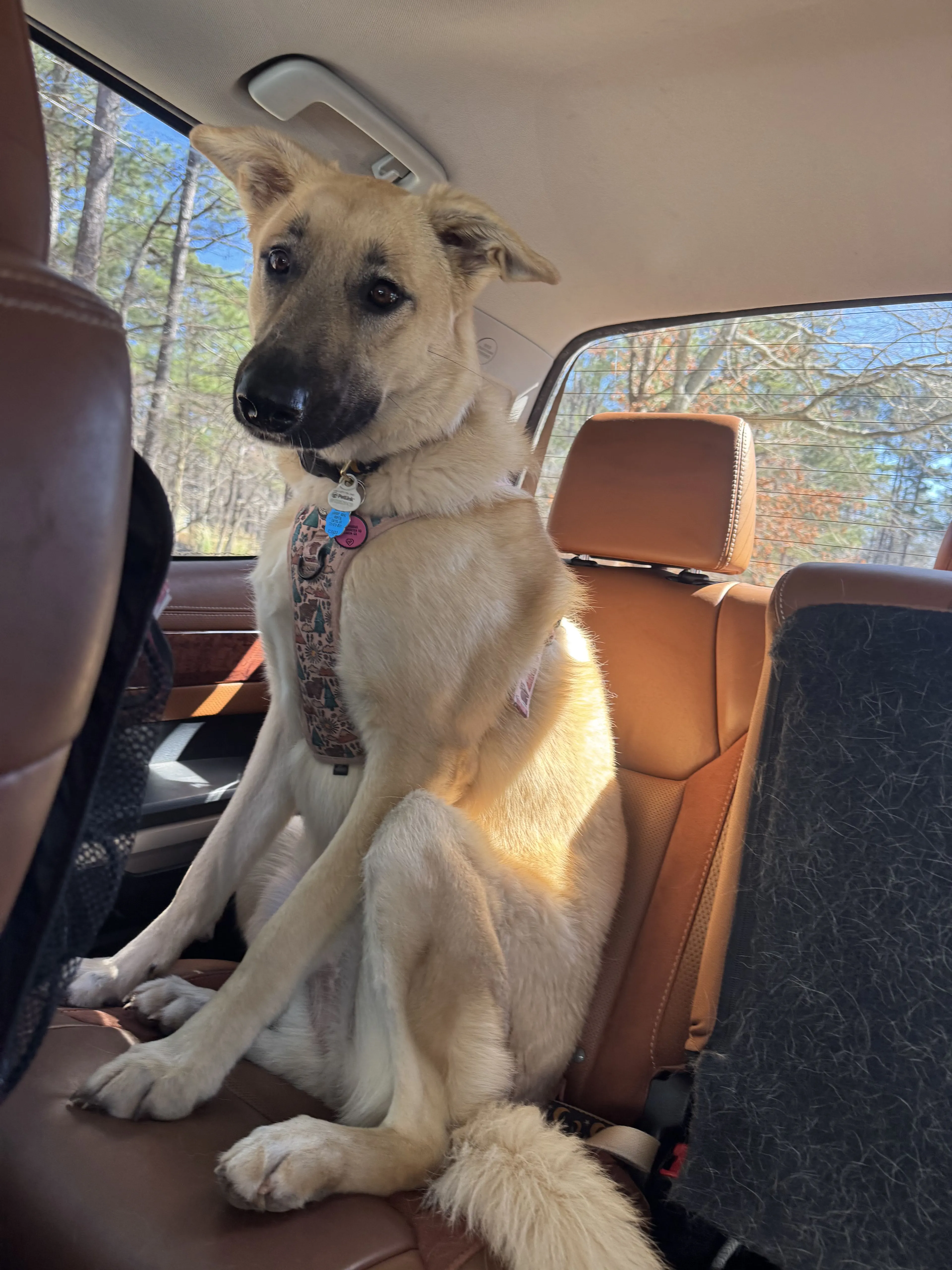 Lost pet-2