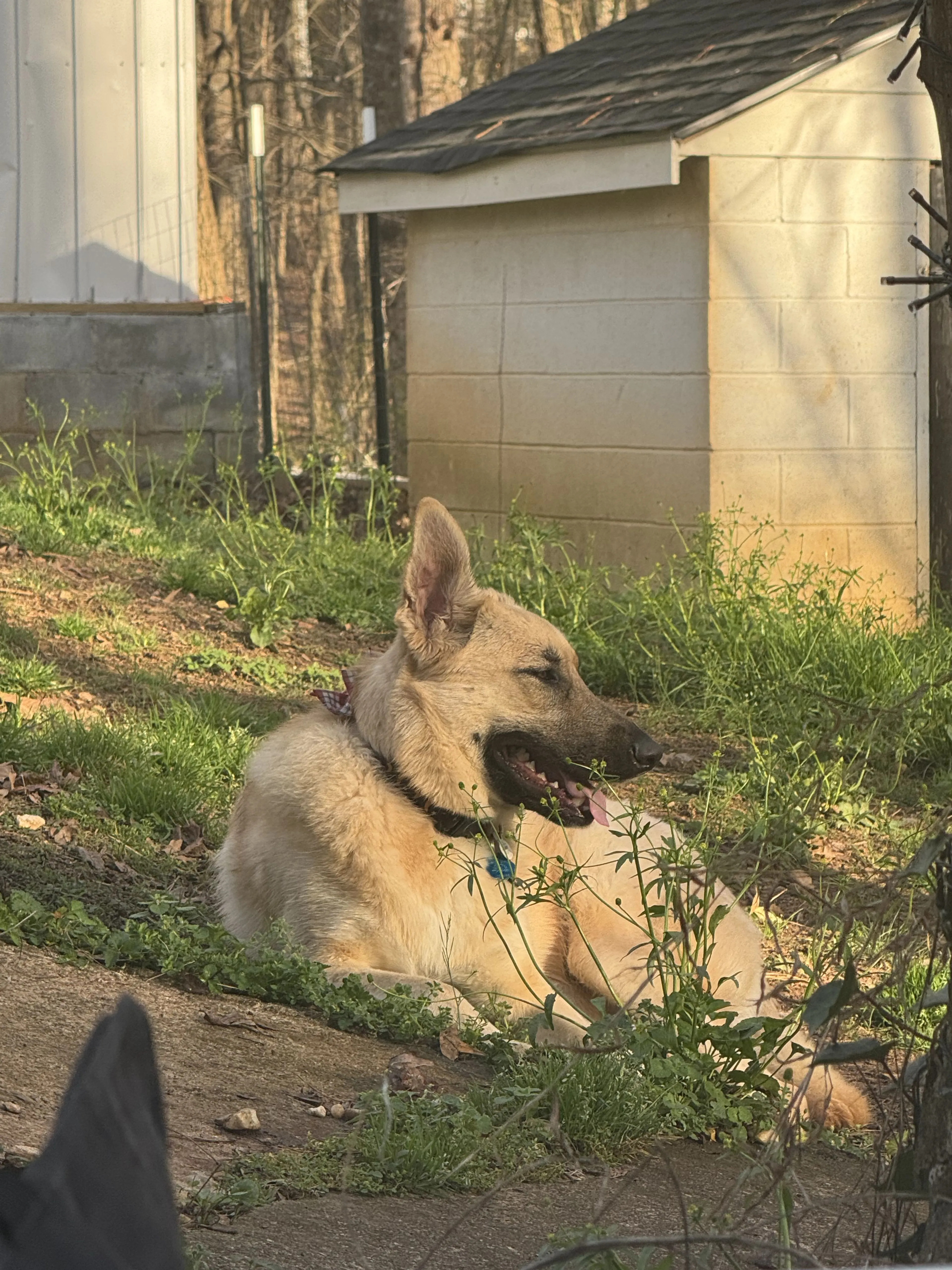 Lost pet-0