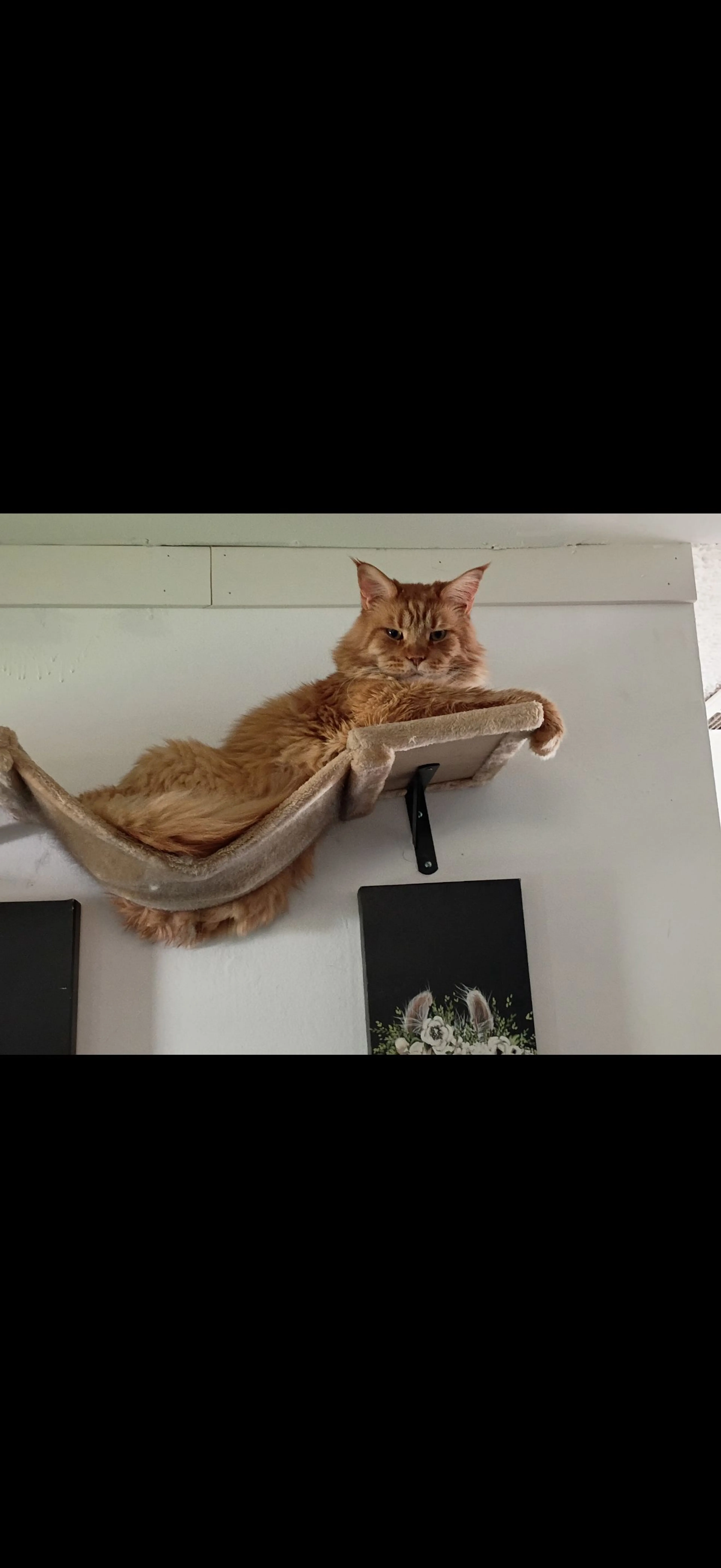 Lost pet