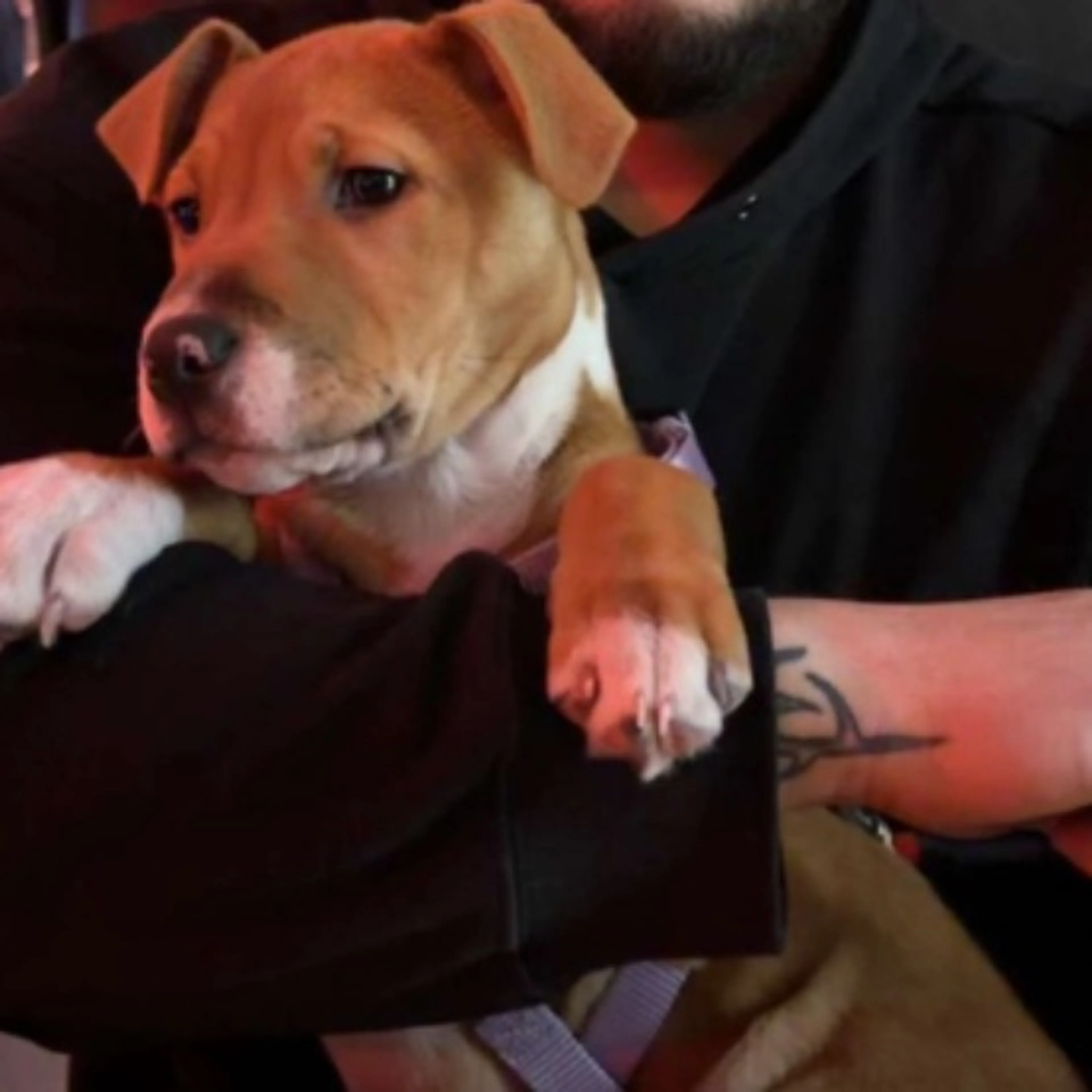 Lost pet