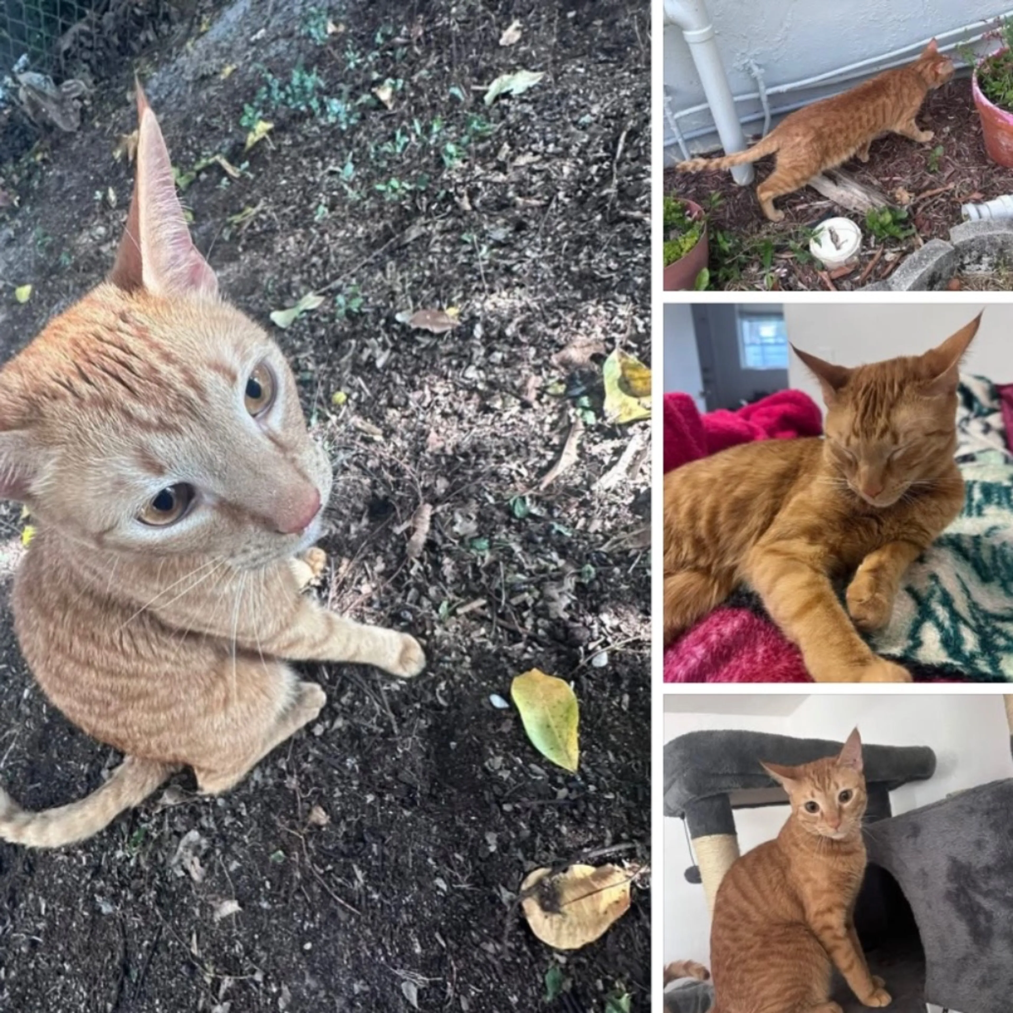 Lost pet