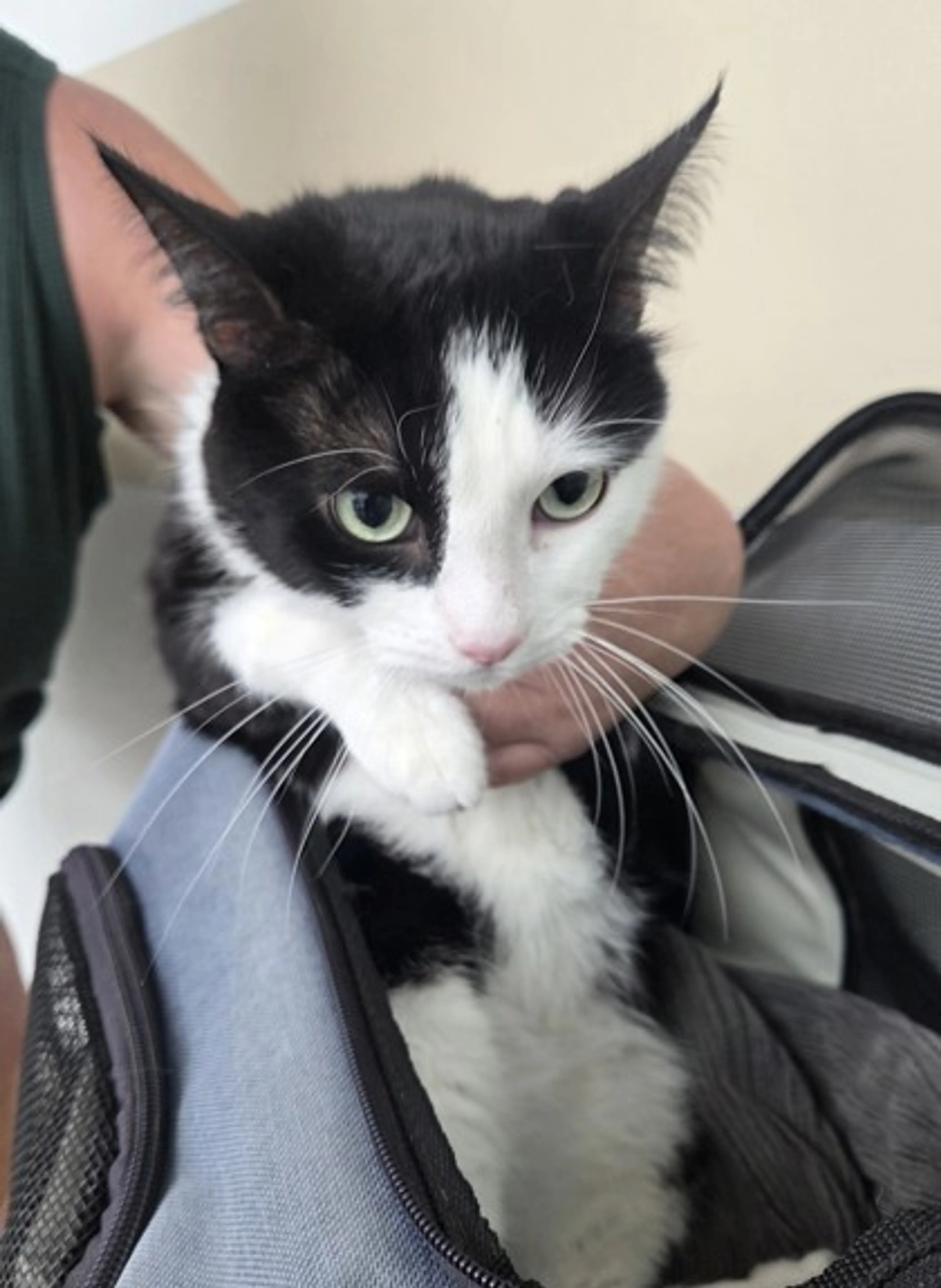Found pet-0