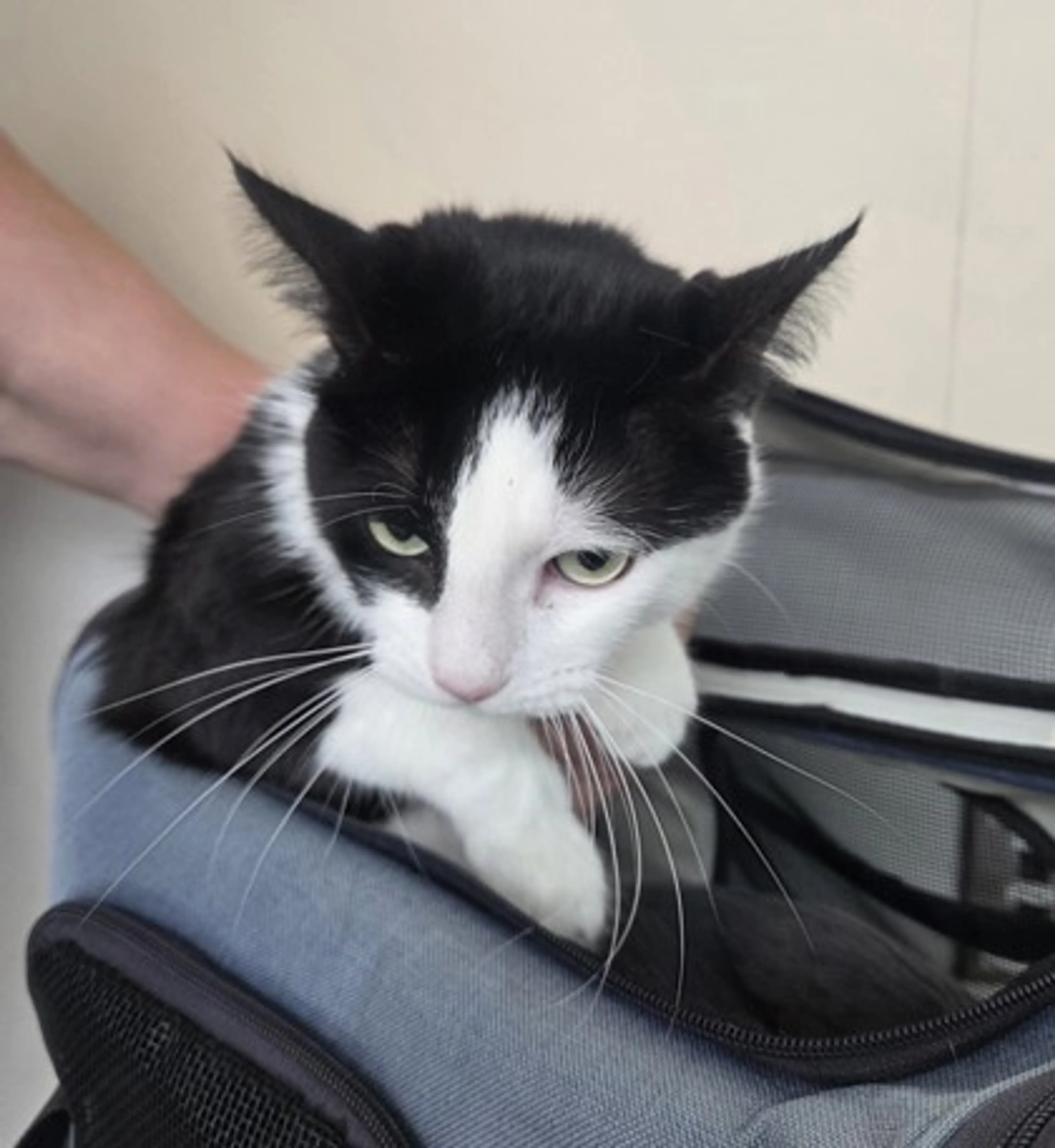 Found pet-1