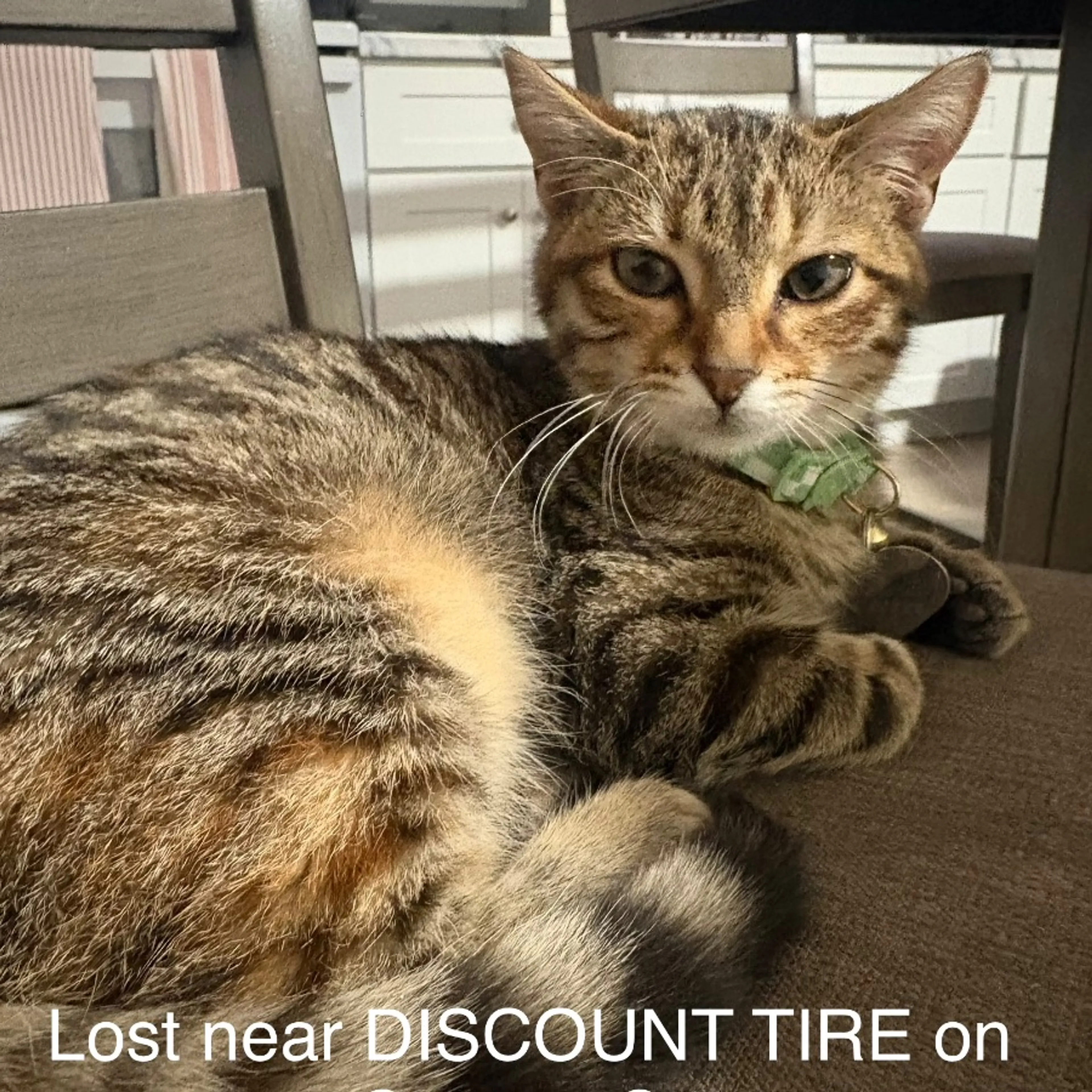 Lost pet