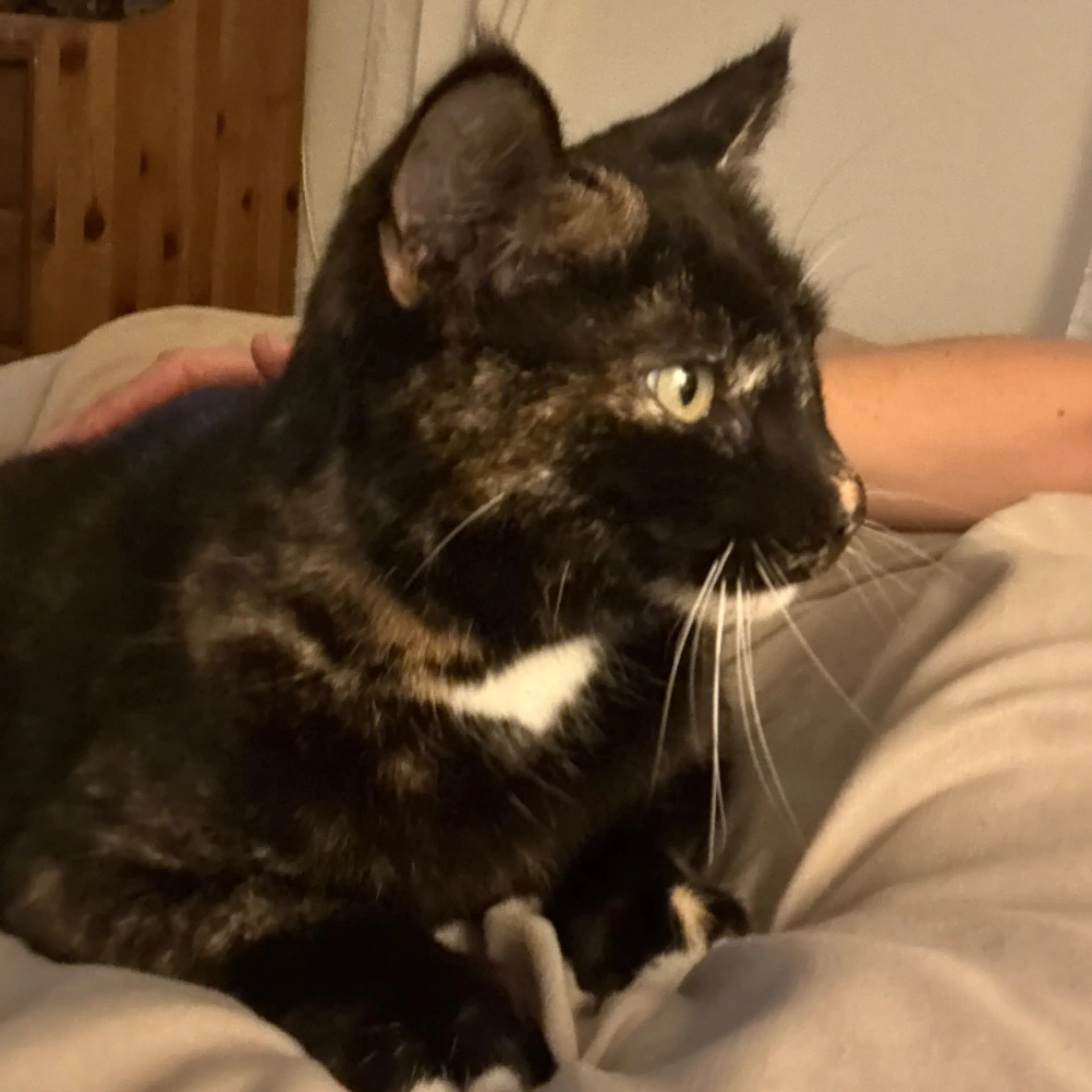 Lost pet