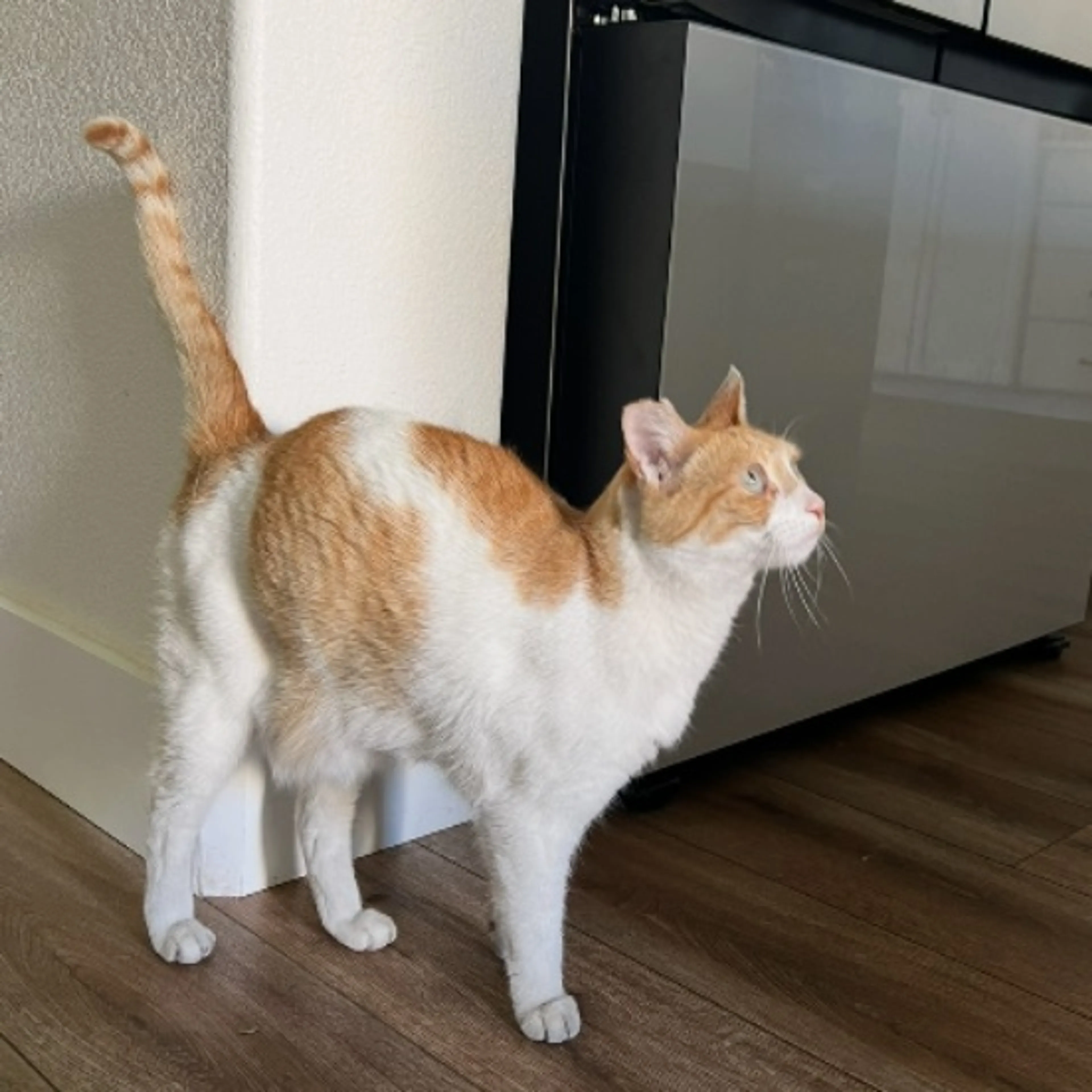 Lost pet