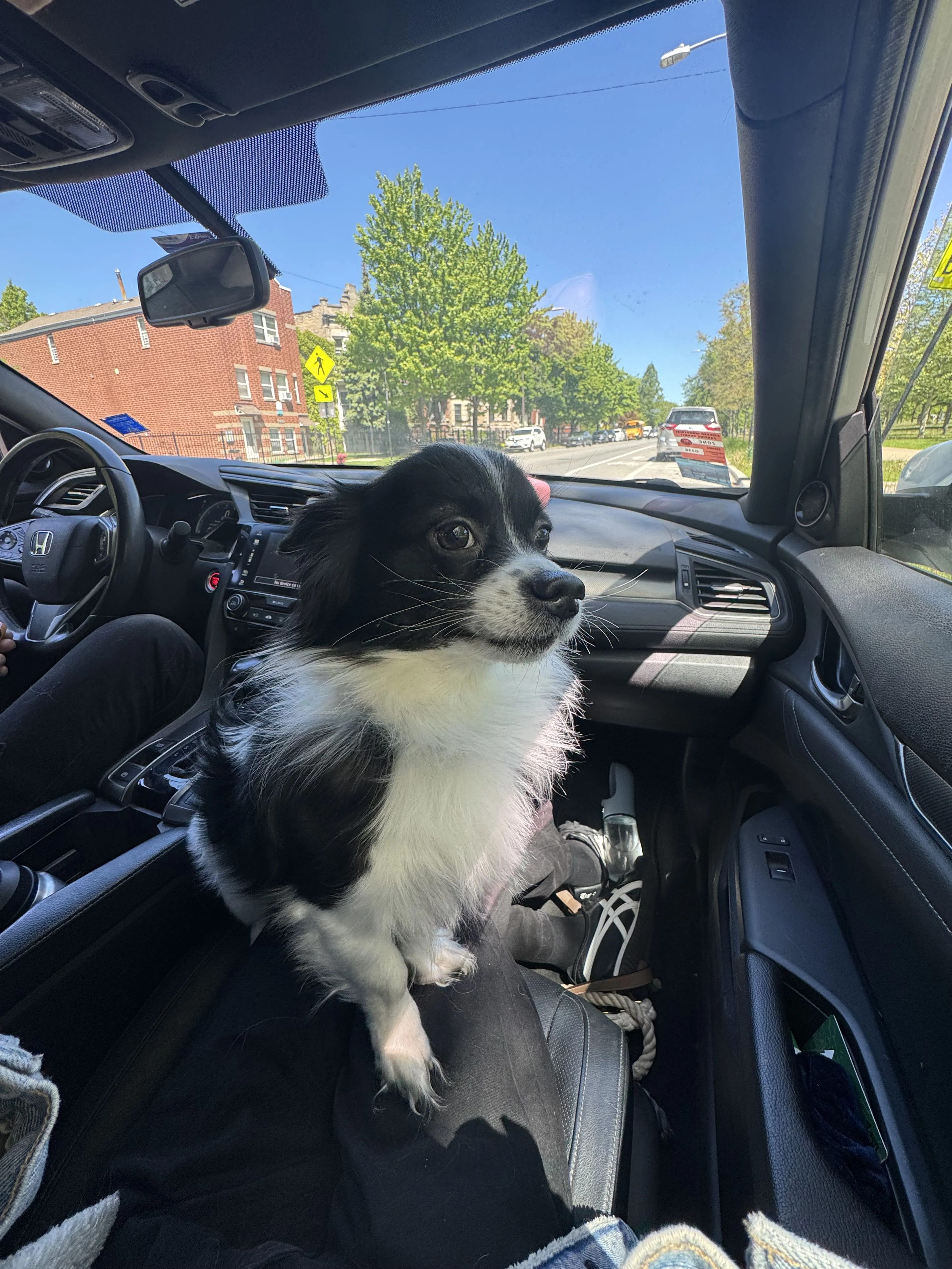 Lost pet