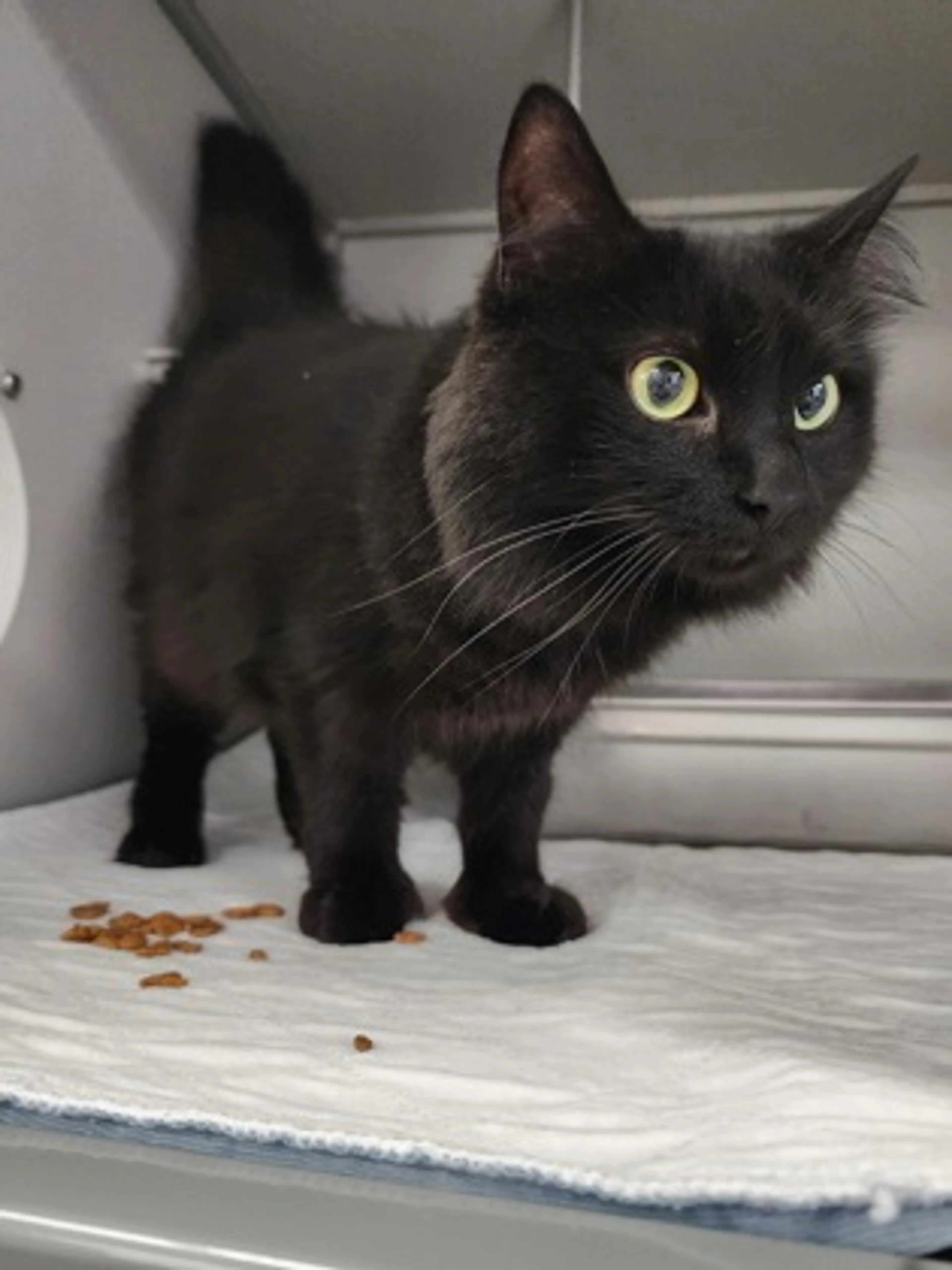 Found pet