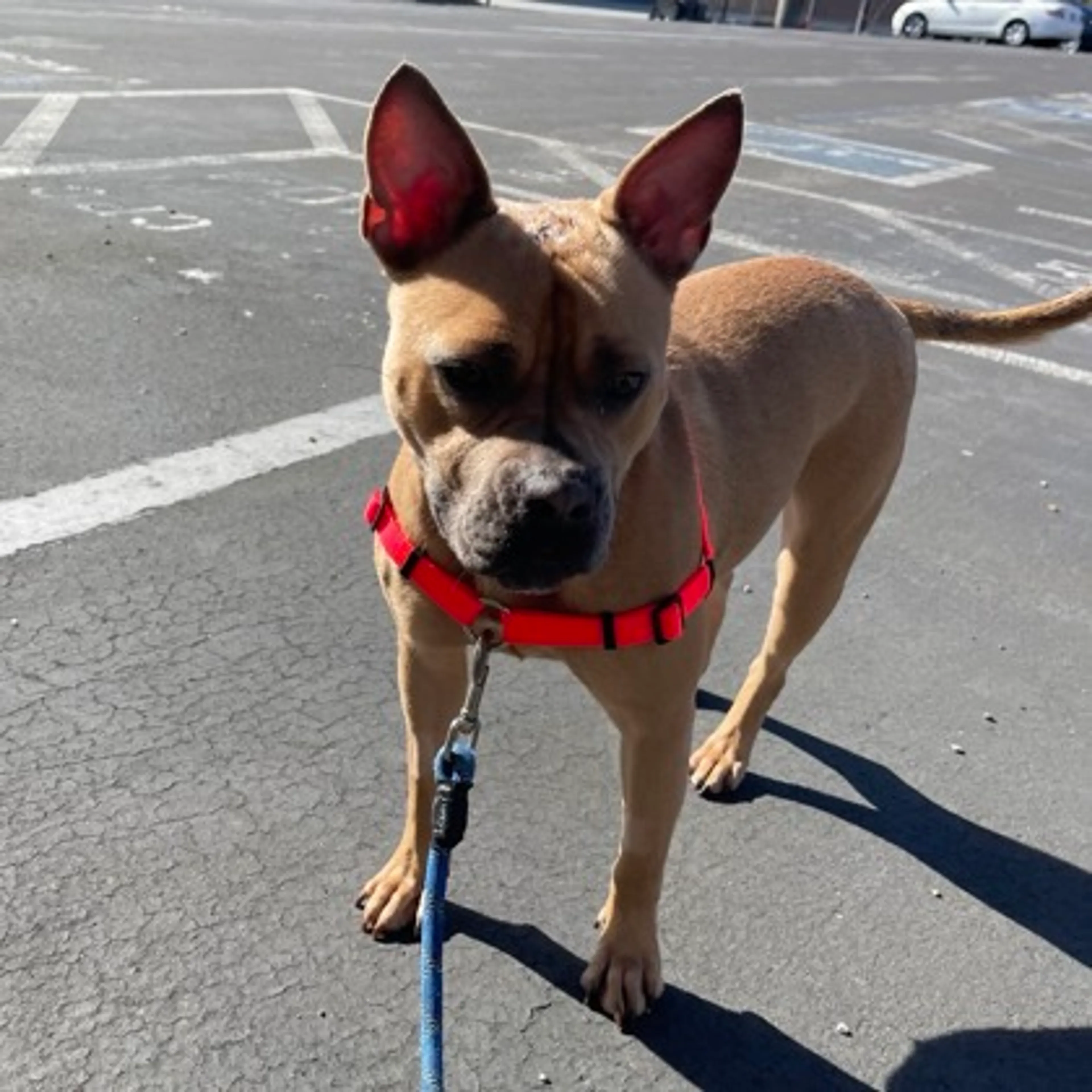 Found pet-1
