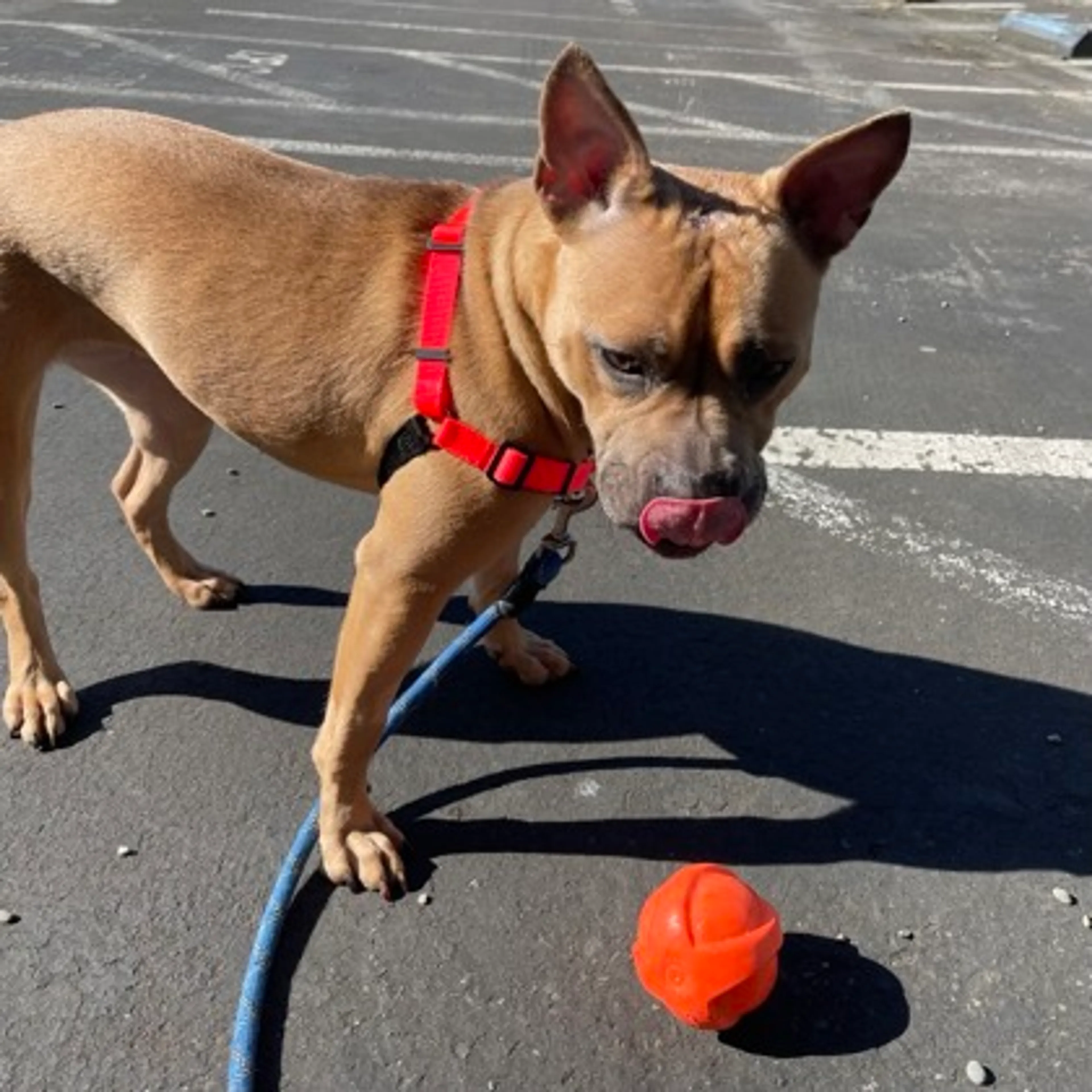 Found pet-2