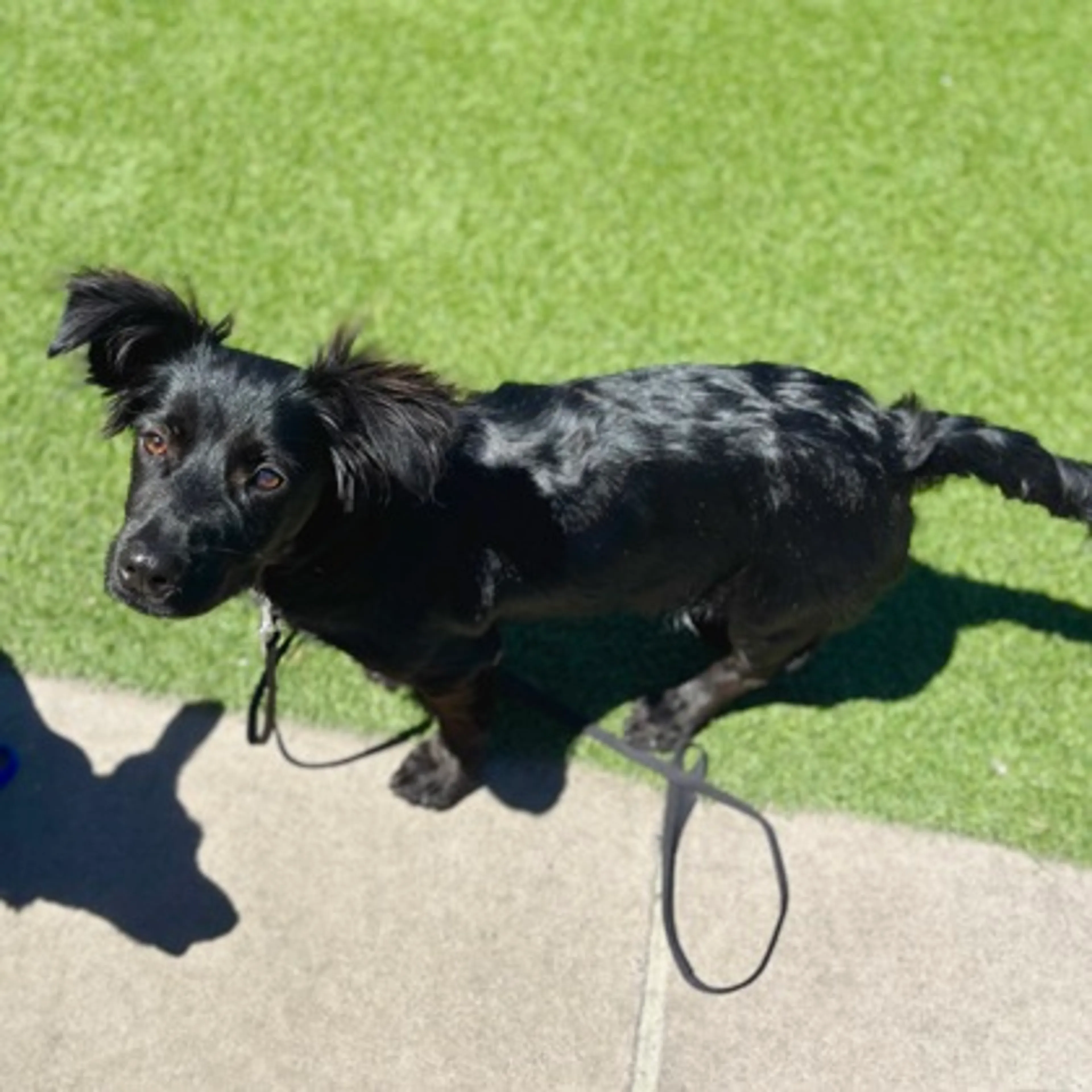 Found pet-2
